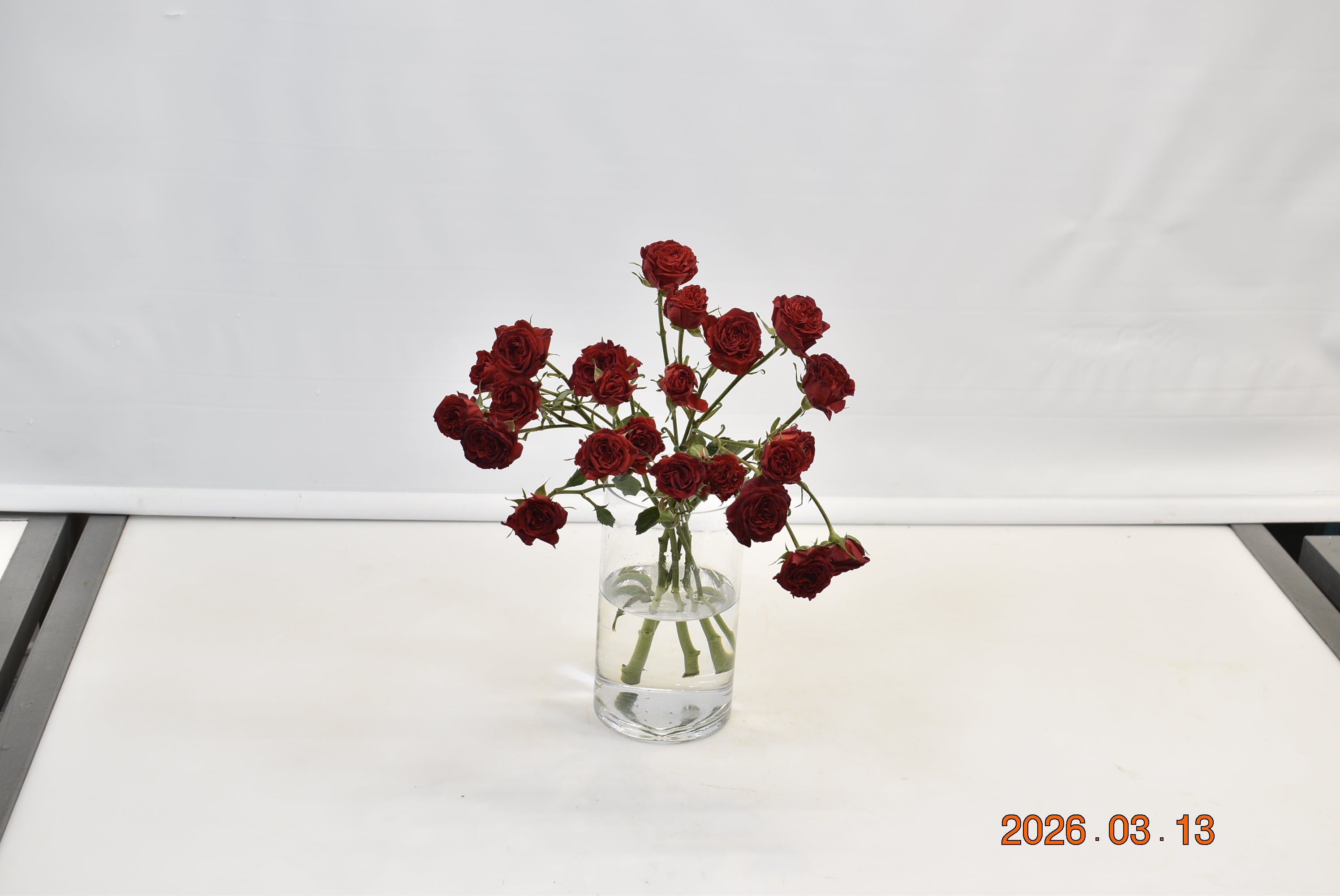 Rose That's Red Jewel Small