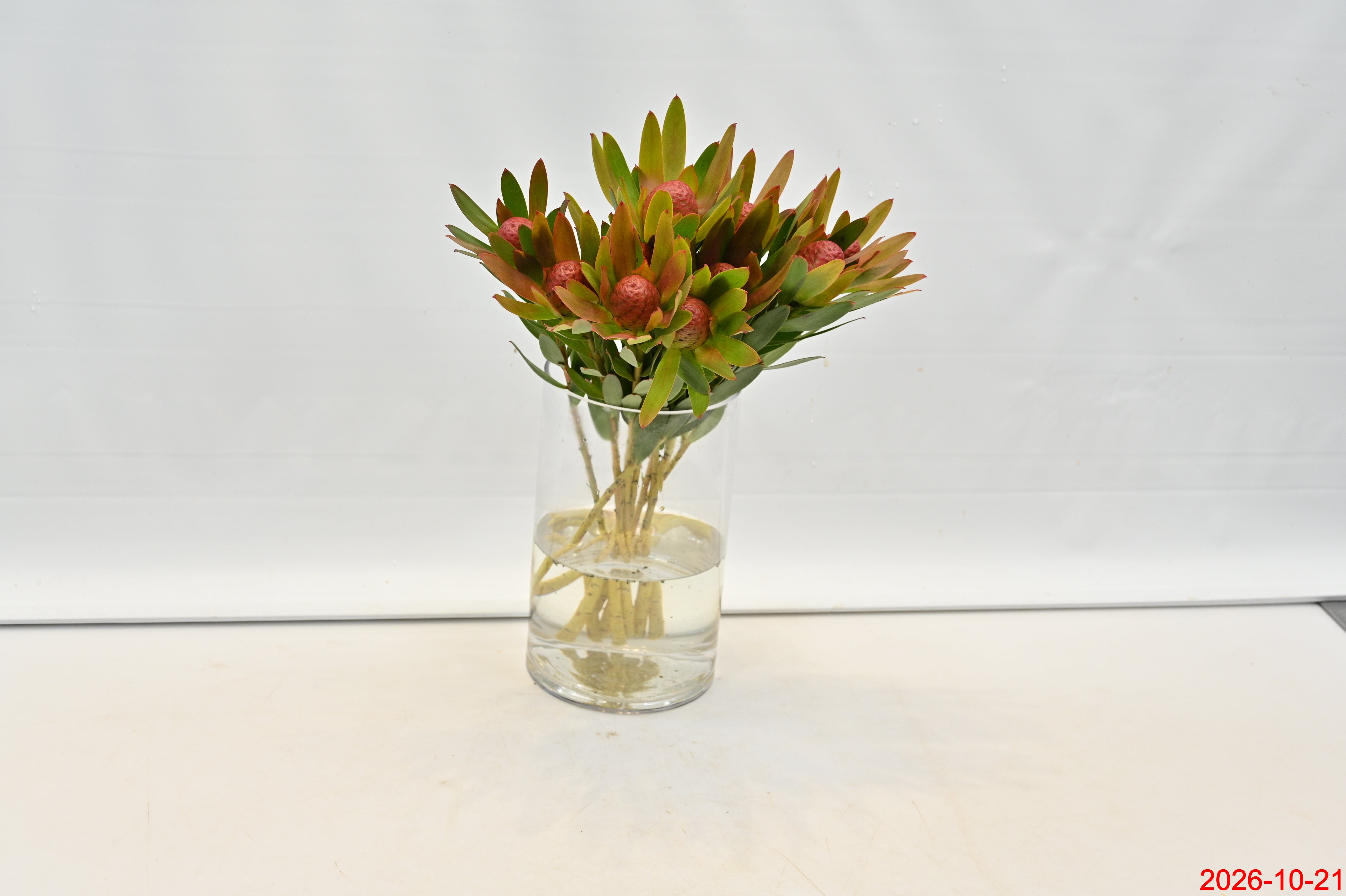 LEUCADENDRON AYOBA BLUSHED PEARL Small