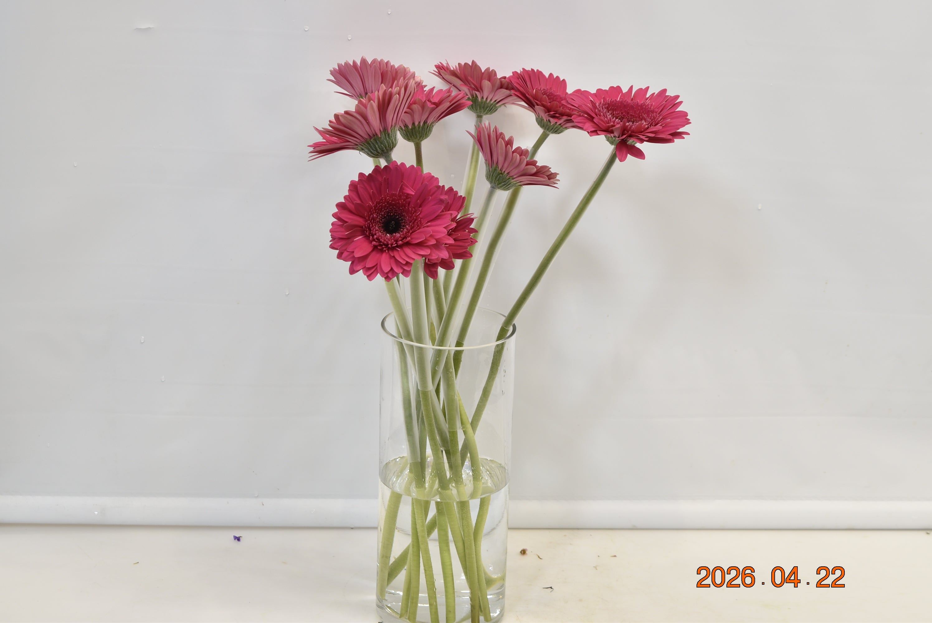 GERBERA ARCADE Small