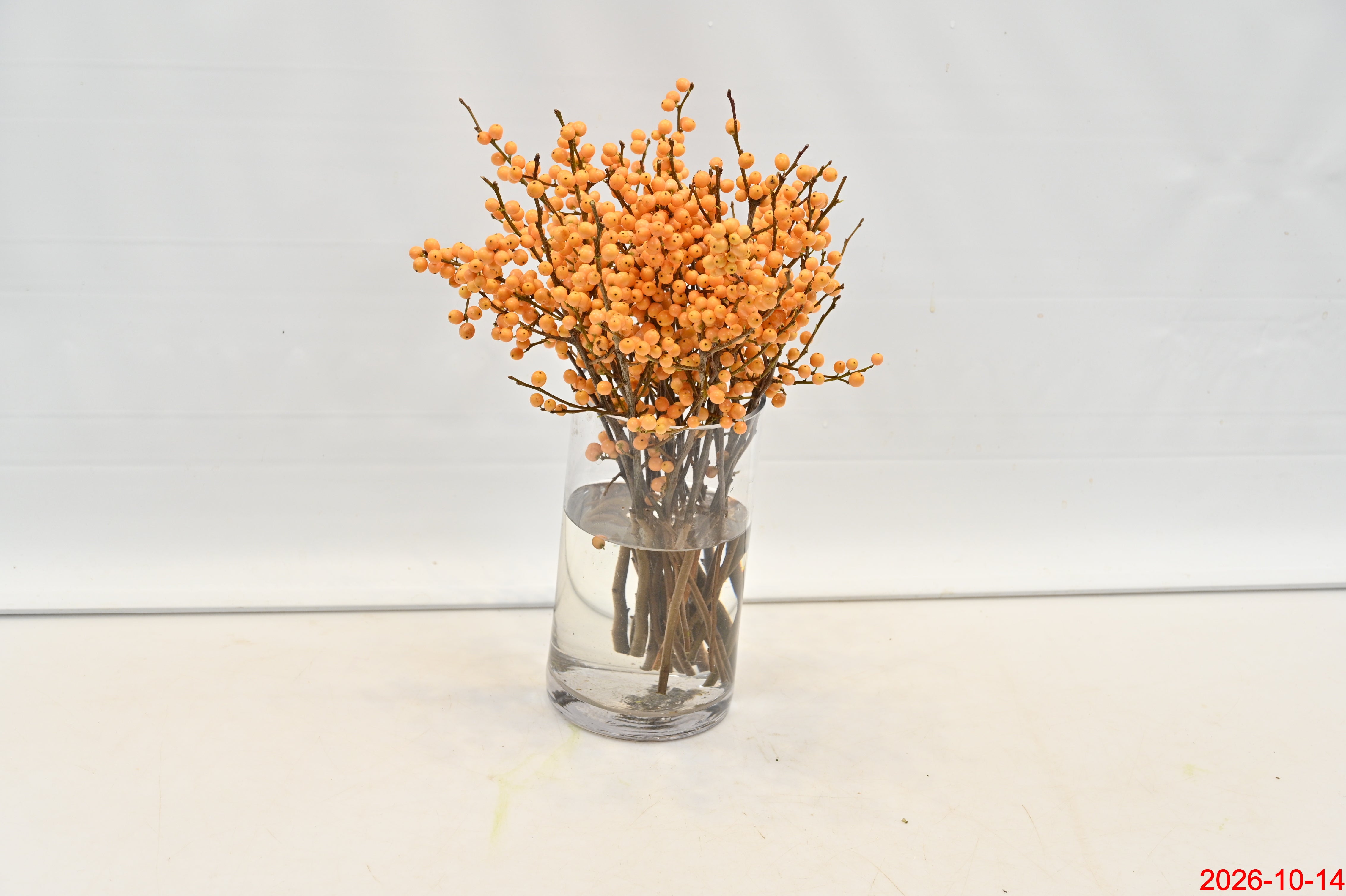 ILEX GOLDEN VERBOOM Small