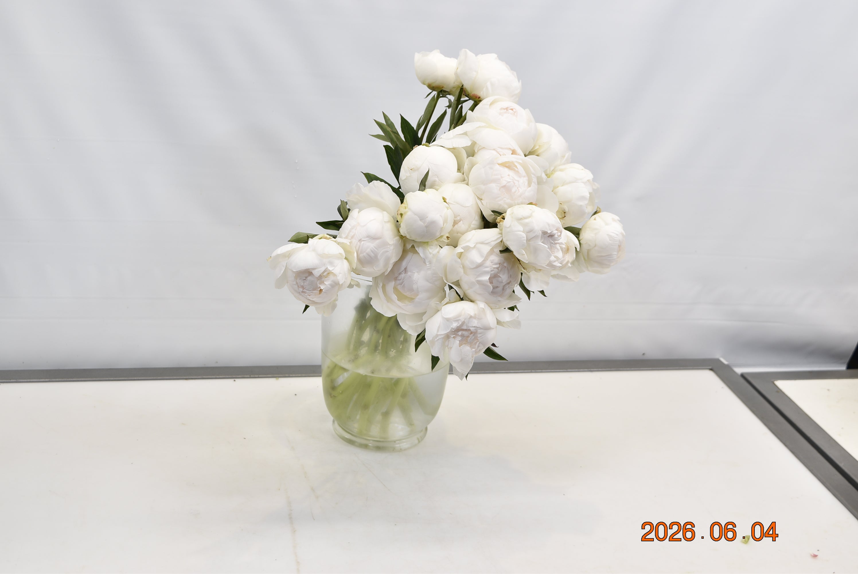Peony Claude Tain Small