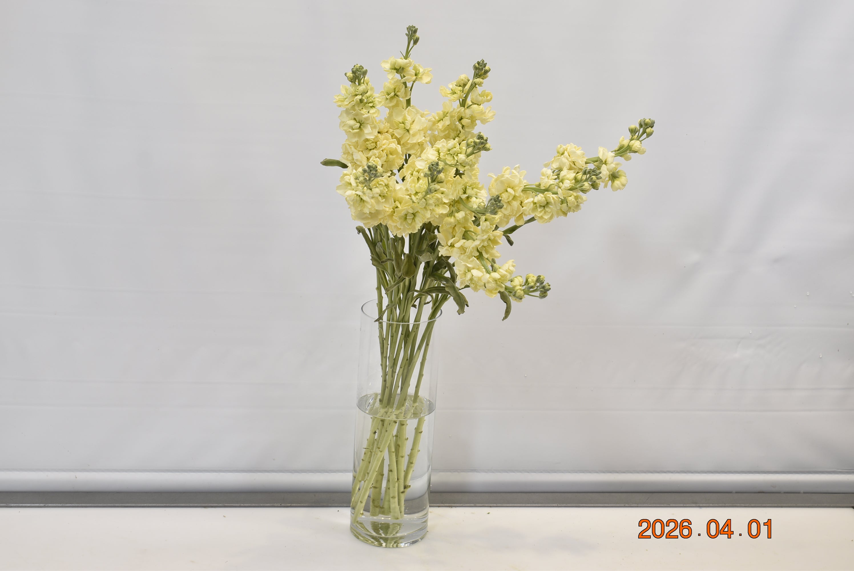 STOCK YELLOW CREAM Small