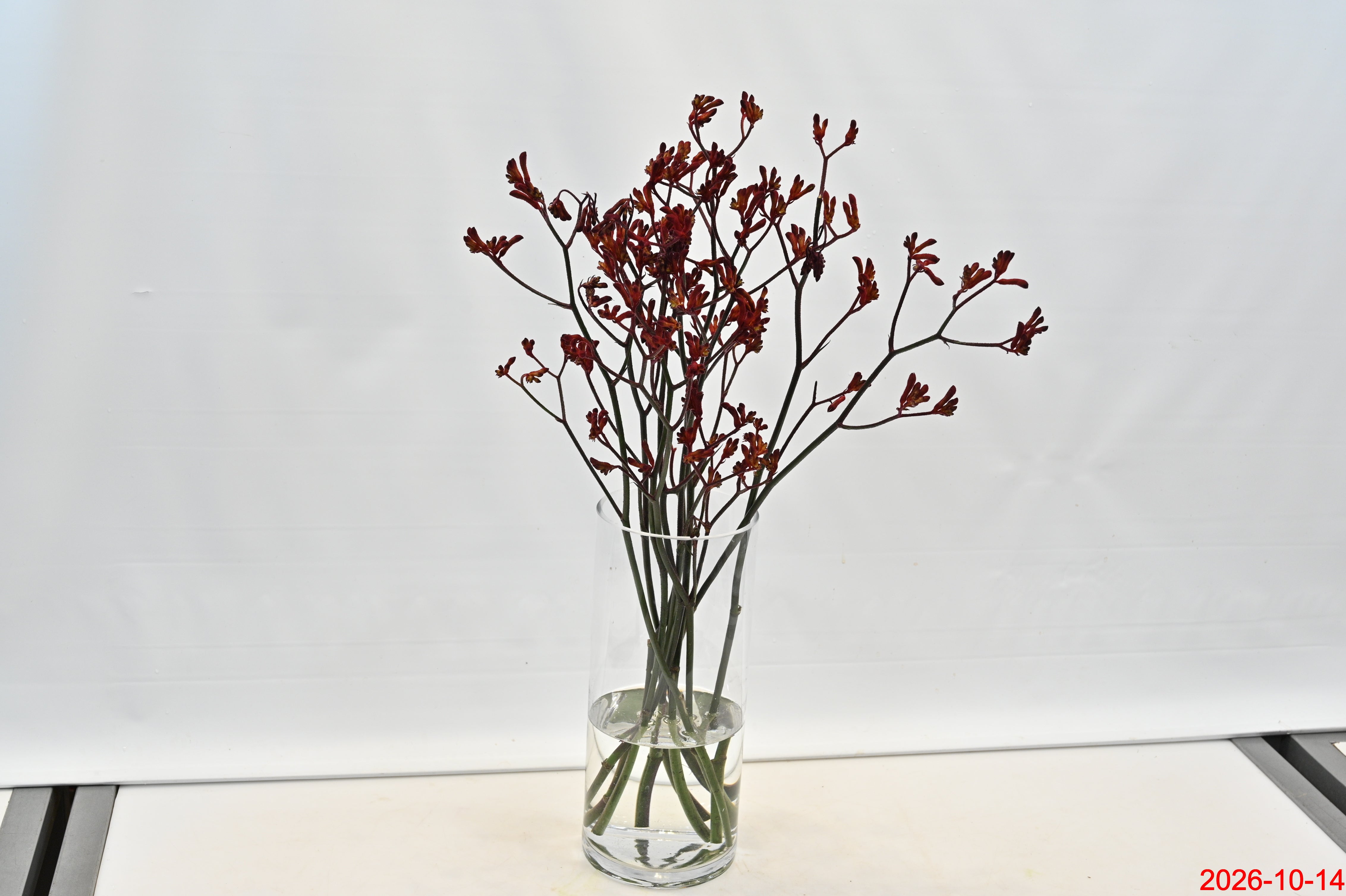 KANGAROO PAW BURGUNDY Small