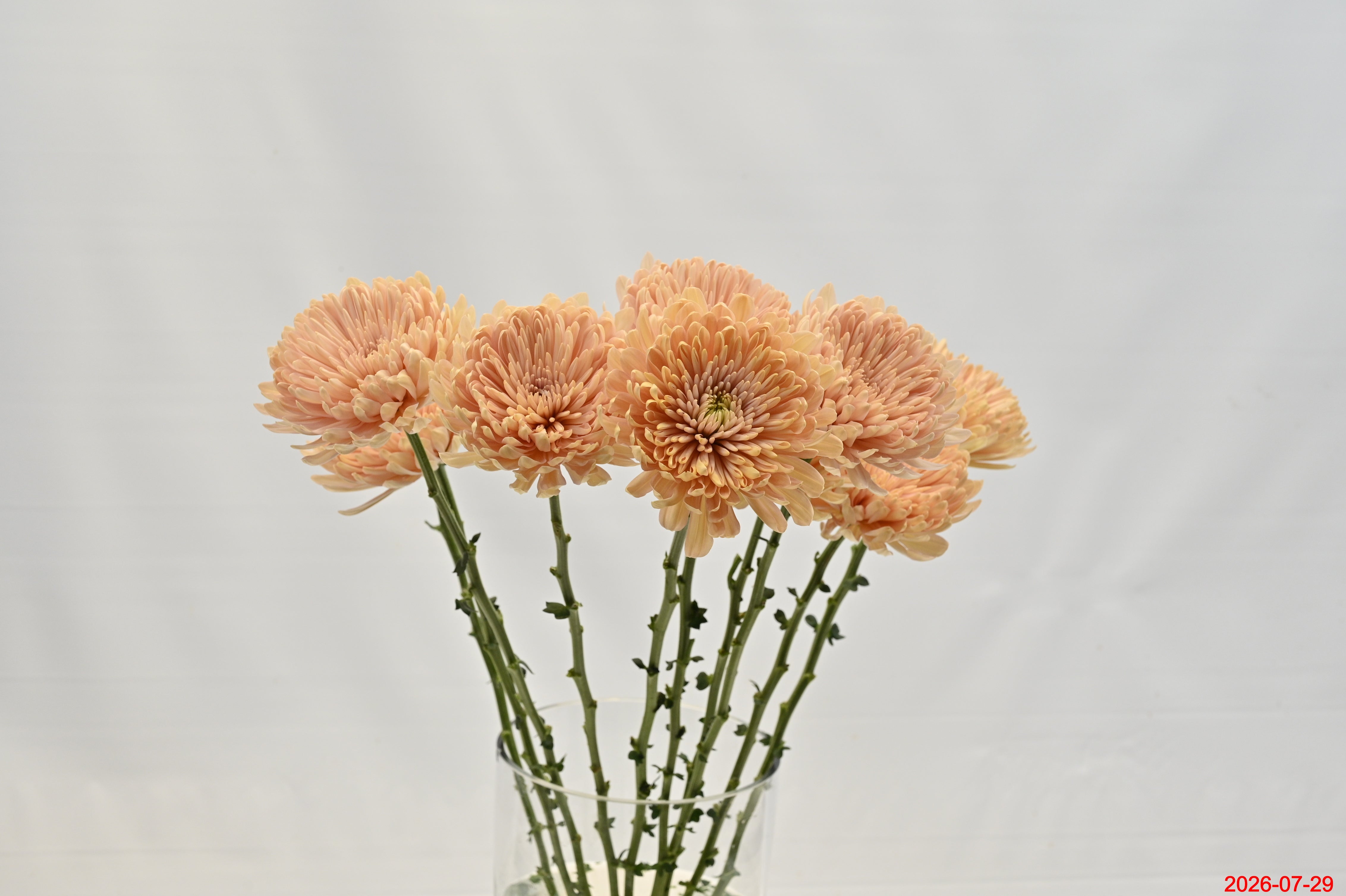 Cremone Linette Small
