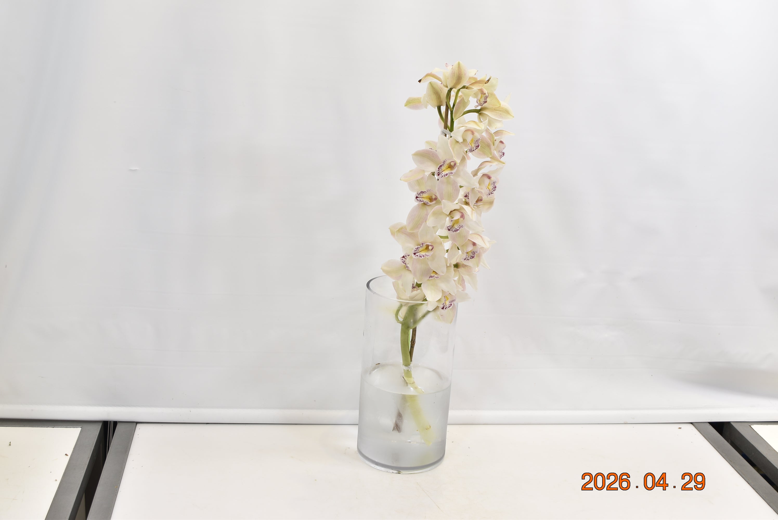CYMBIDIUM WHITE PER BLOOM Small