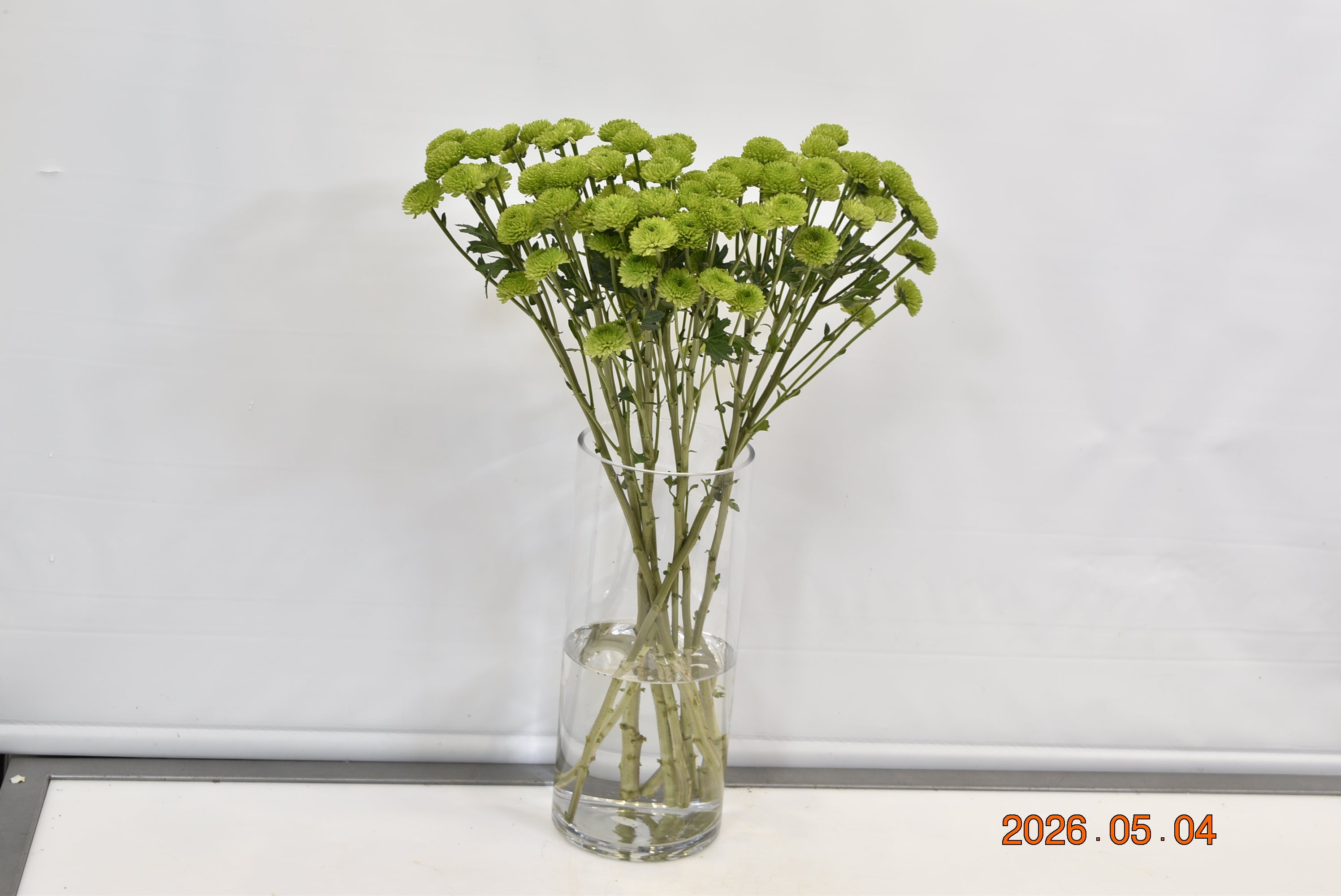 CHRYSANTHEMUM COUNTRY Small