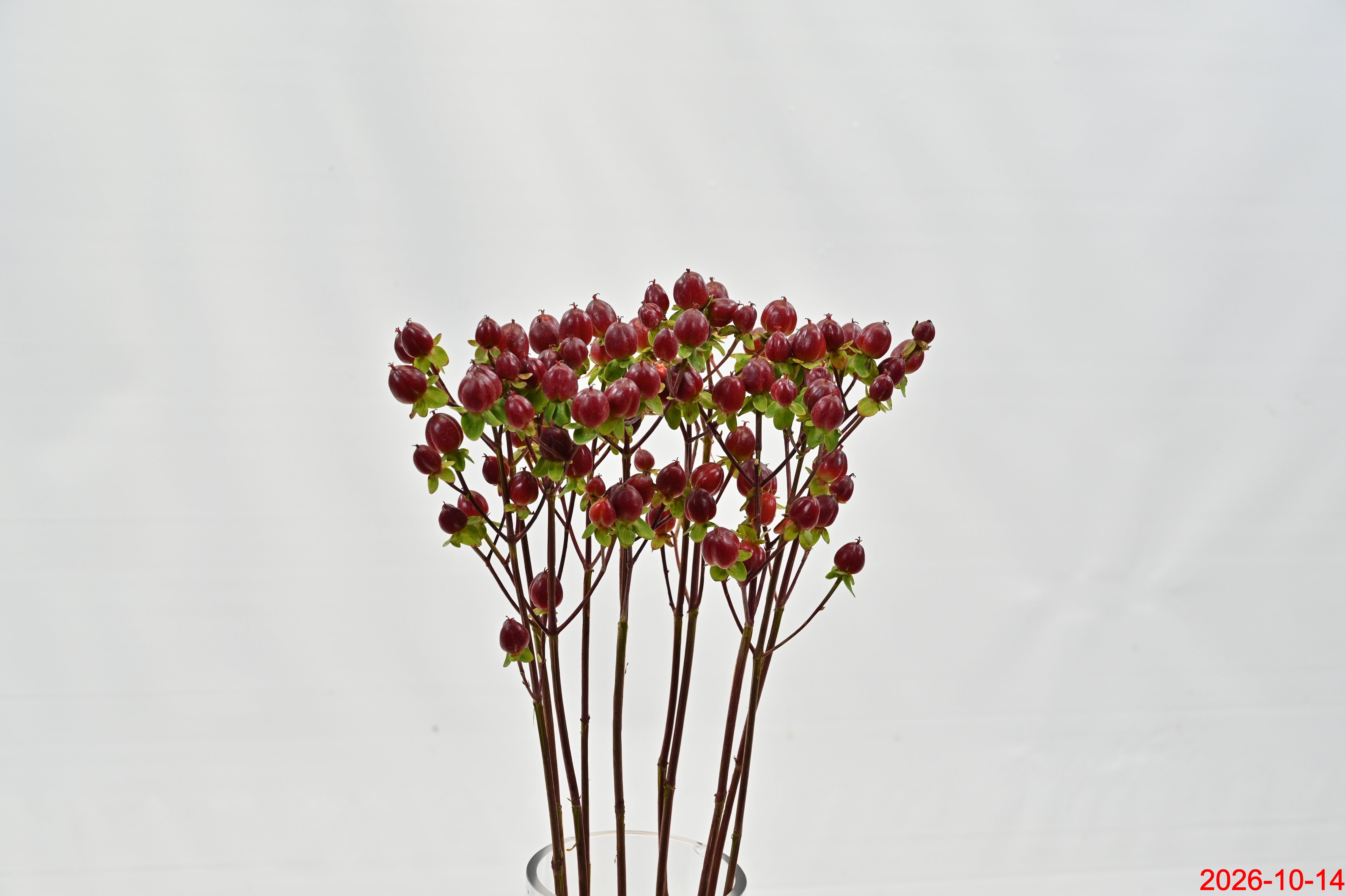 Hypericum Illusion Monster Small