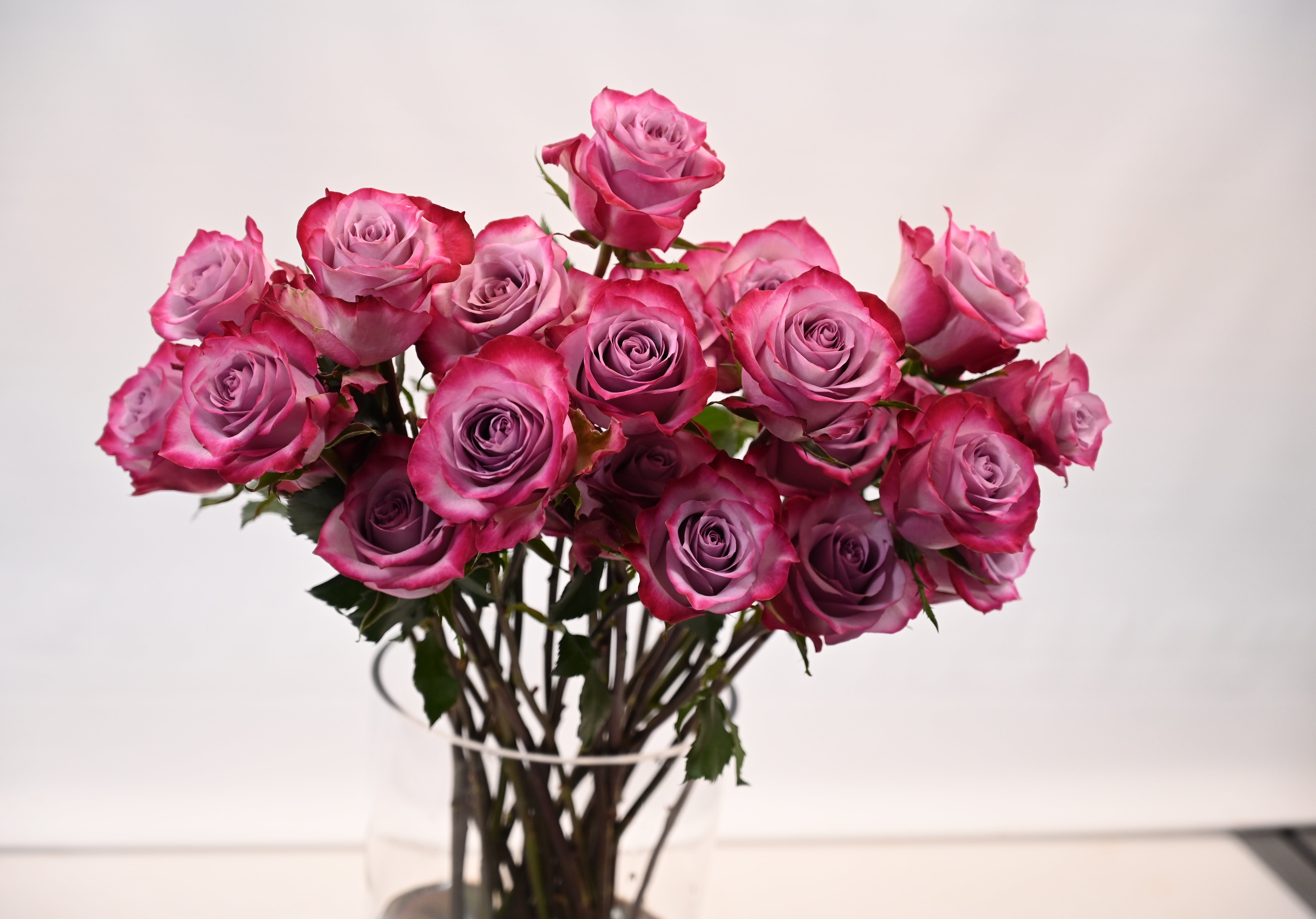 ROSE DEEP PURPLE Small