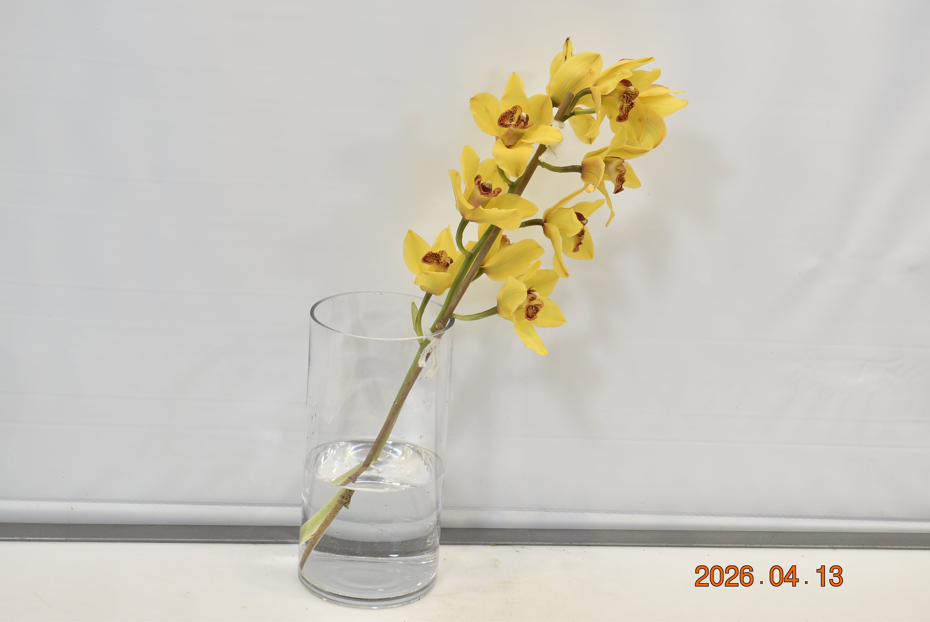 CYMBIDIUM YELLOW PER BLOOM Small