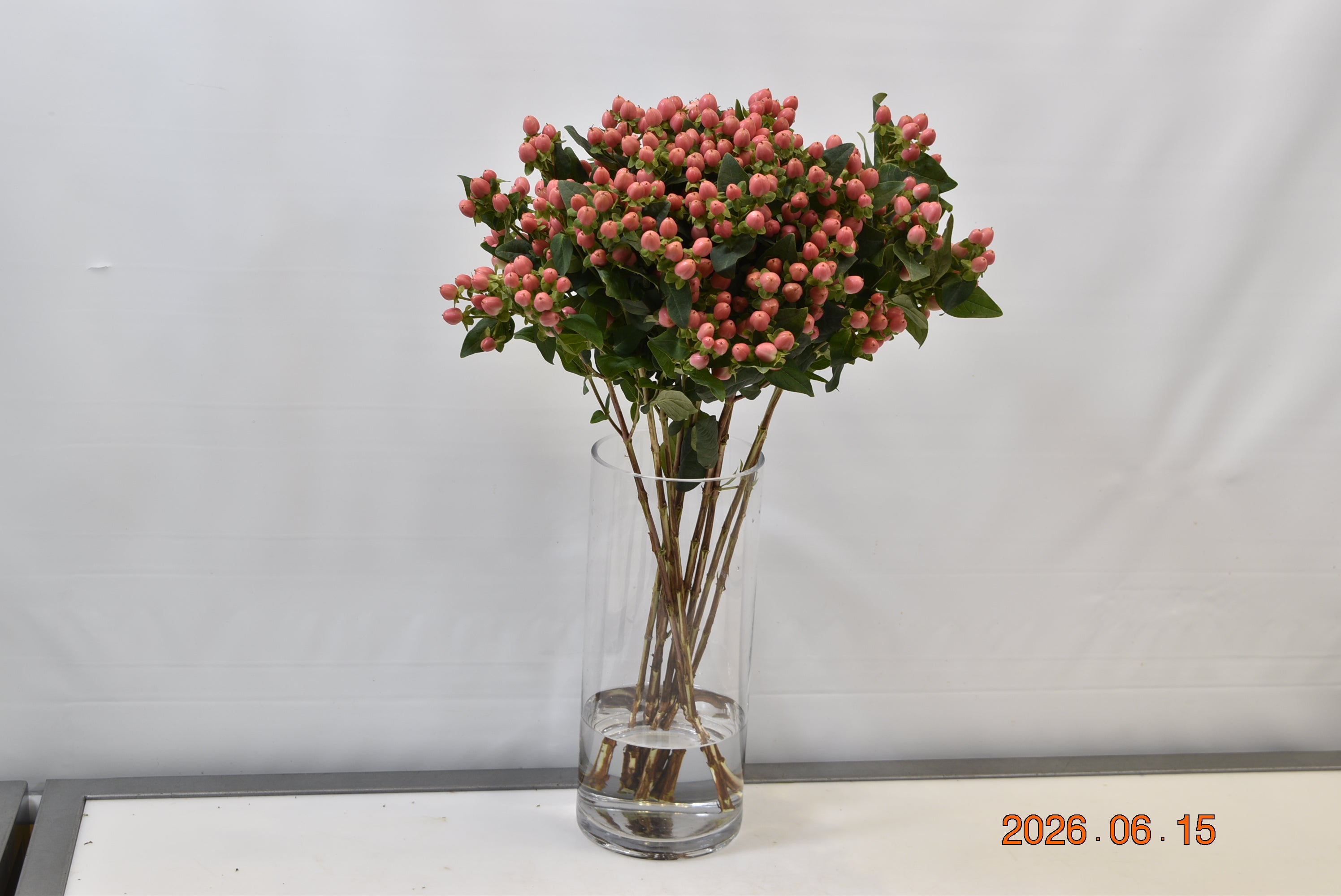 HYPERICUM COCO CASINO Small