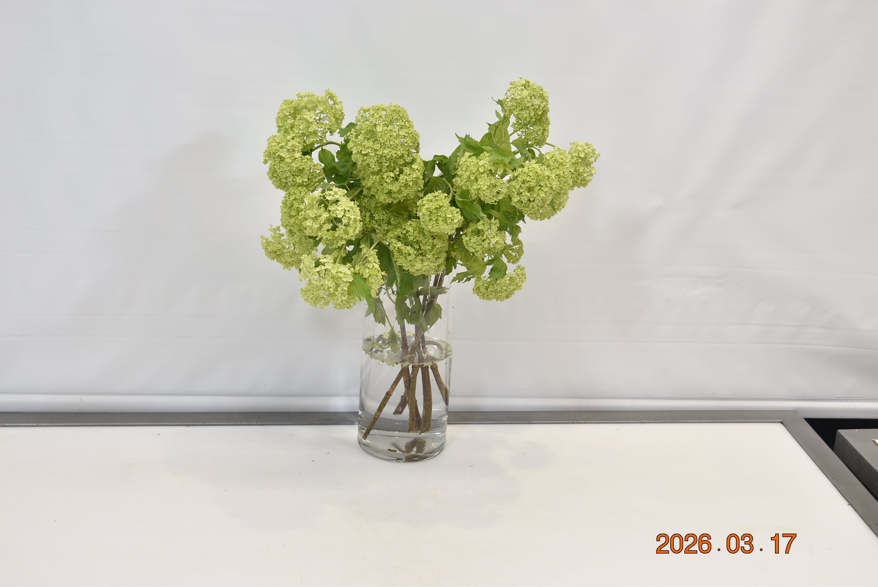 VIBURNUM SNOWBALL Small