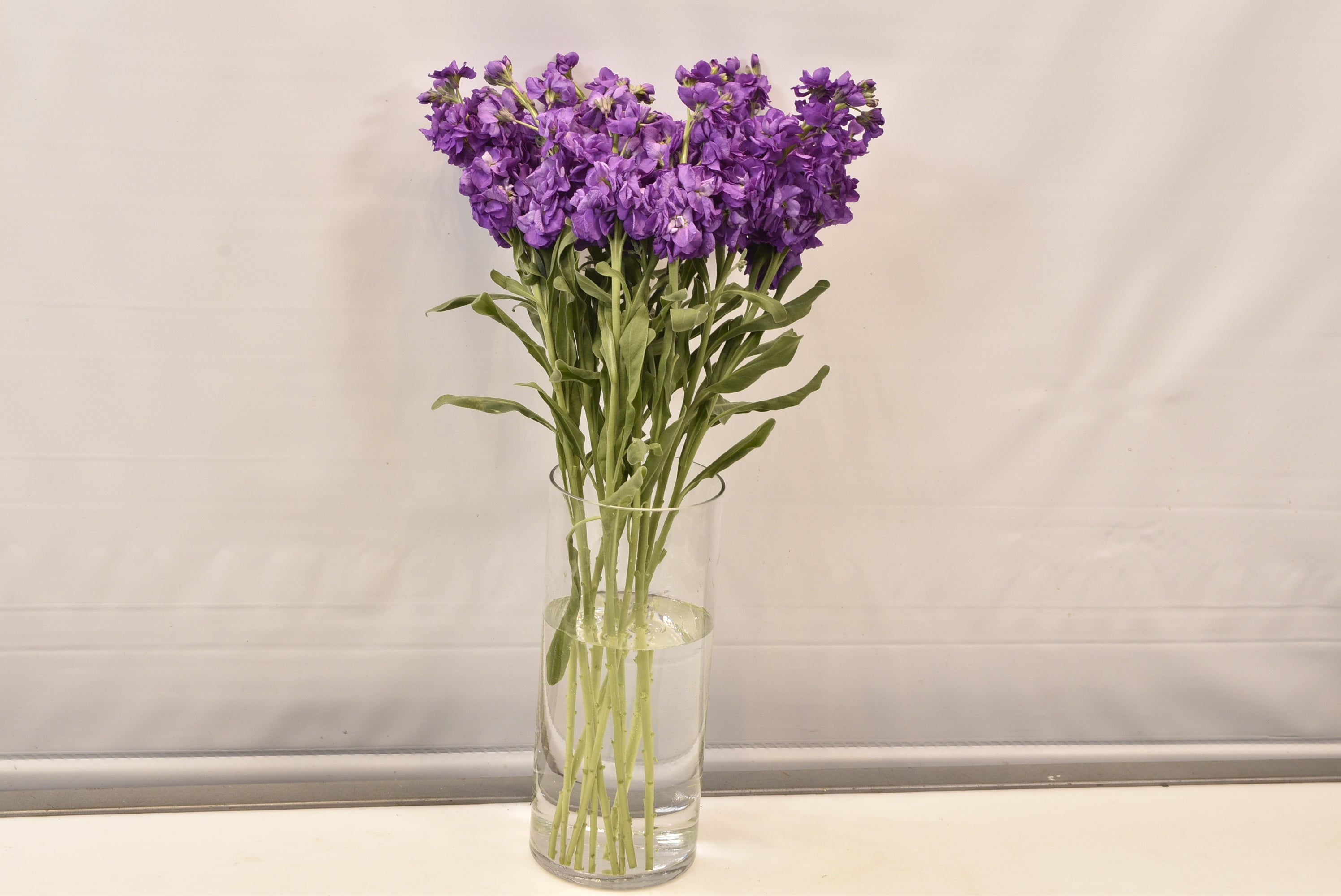 STOCK PURPLE Small