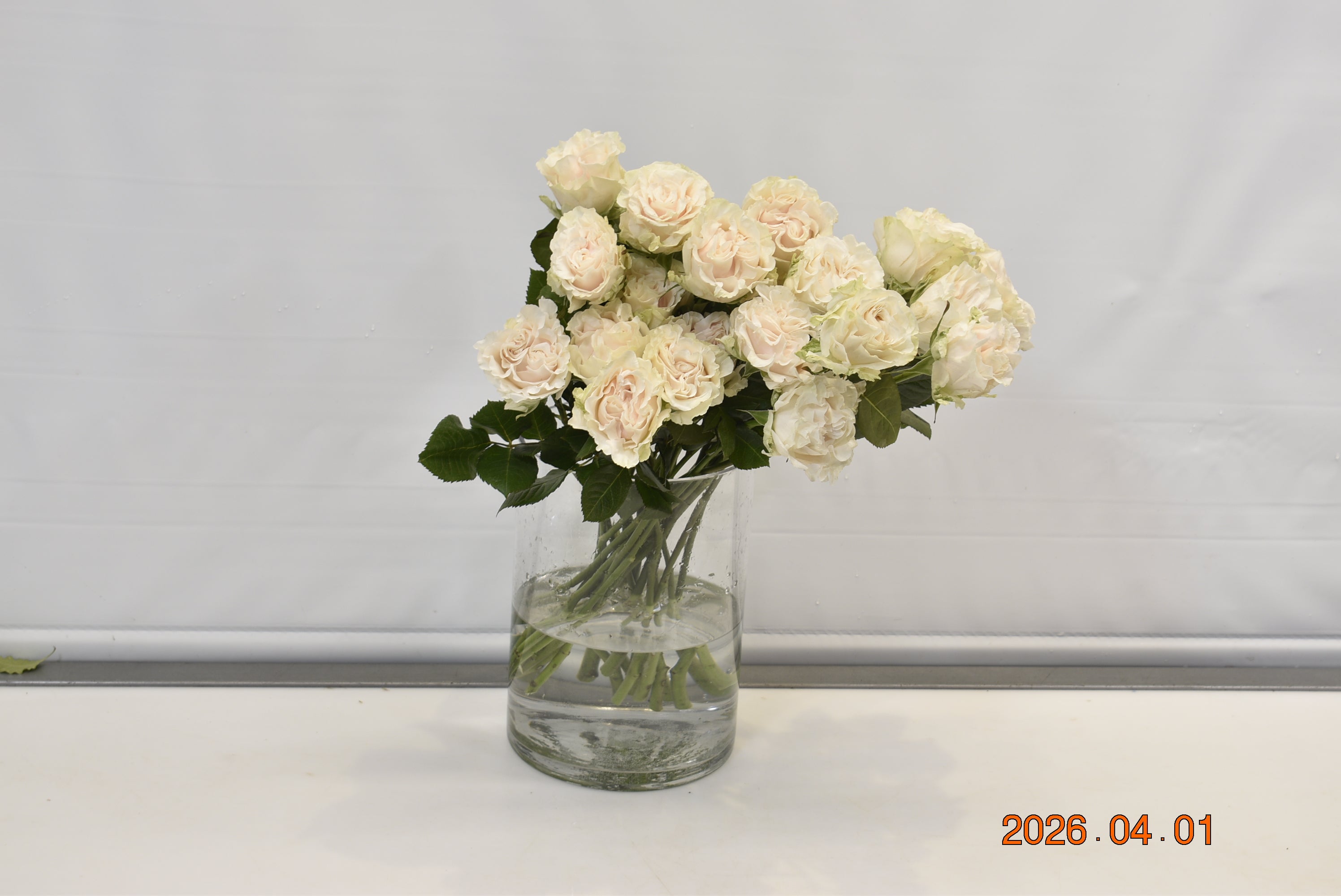 ROSE COTTON XPRESSION Small