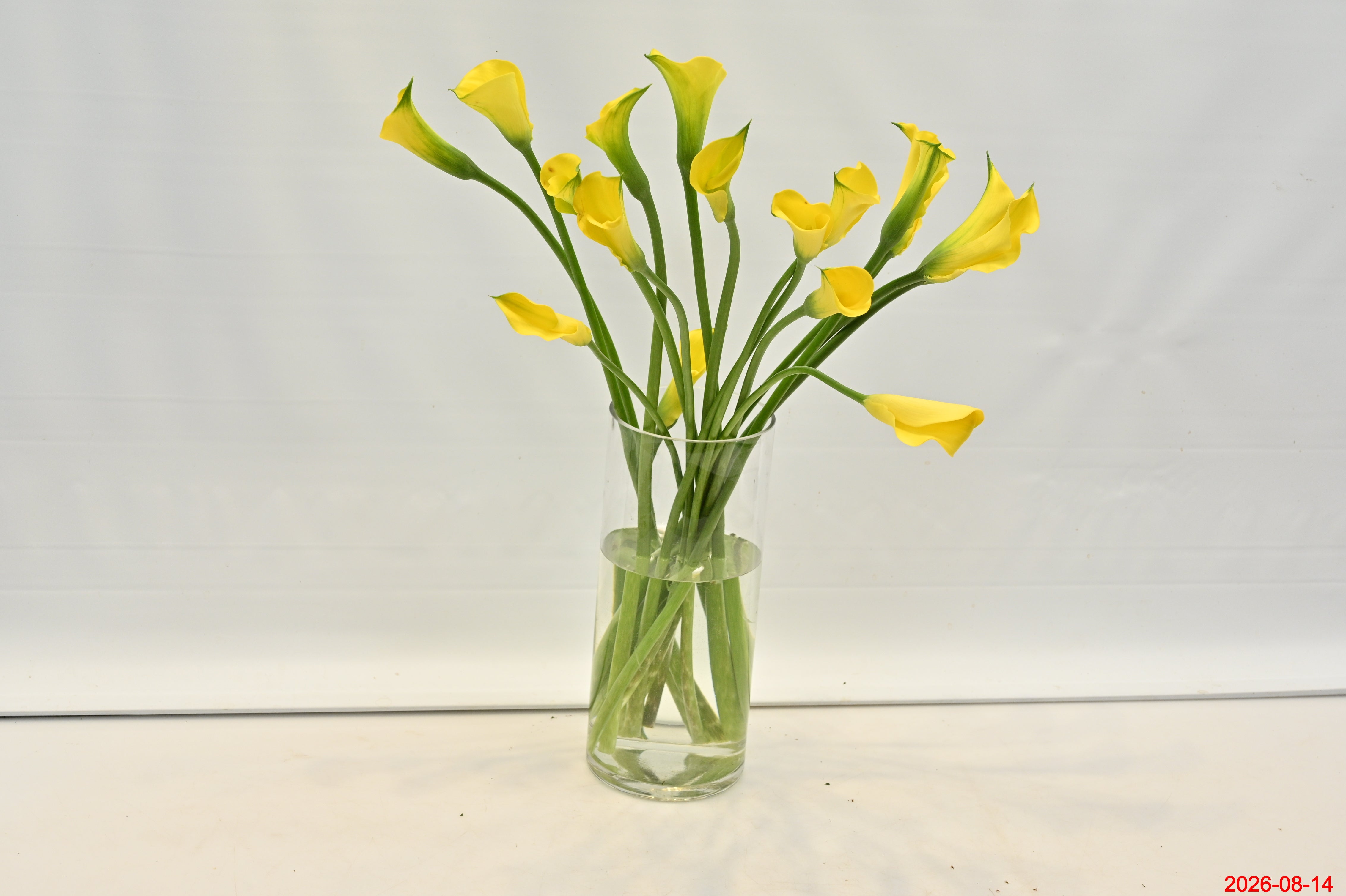 CALLA YELLOW Small