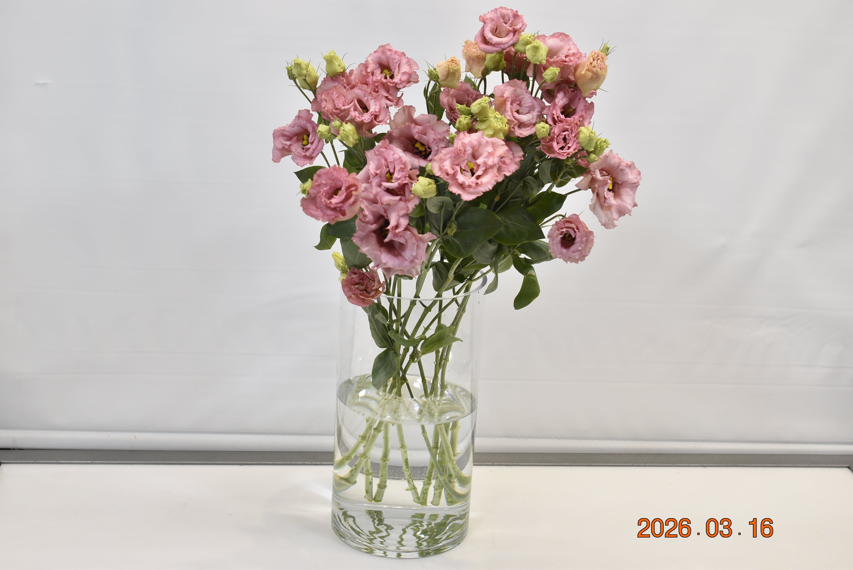 LISIANTHUS DBL ROSE Small