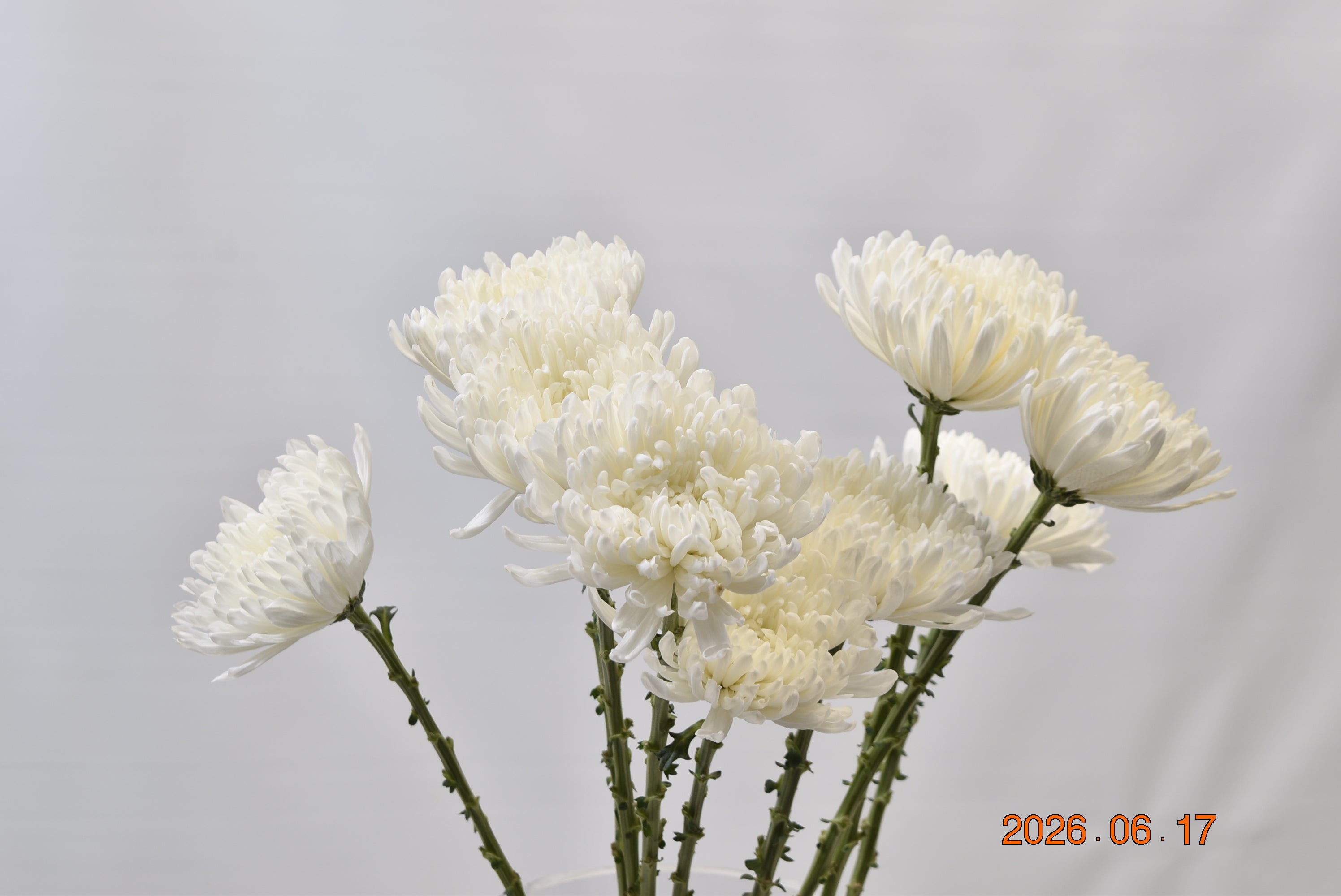 CREMONE GAGARIN Small
