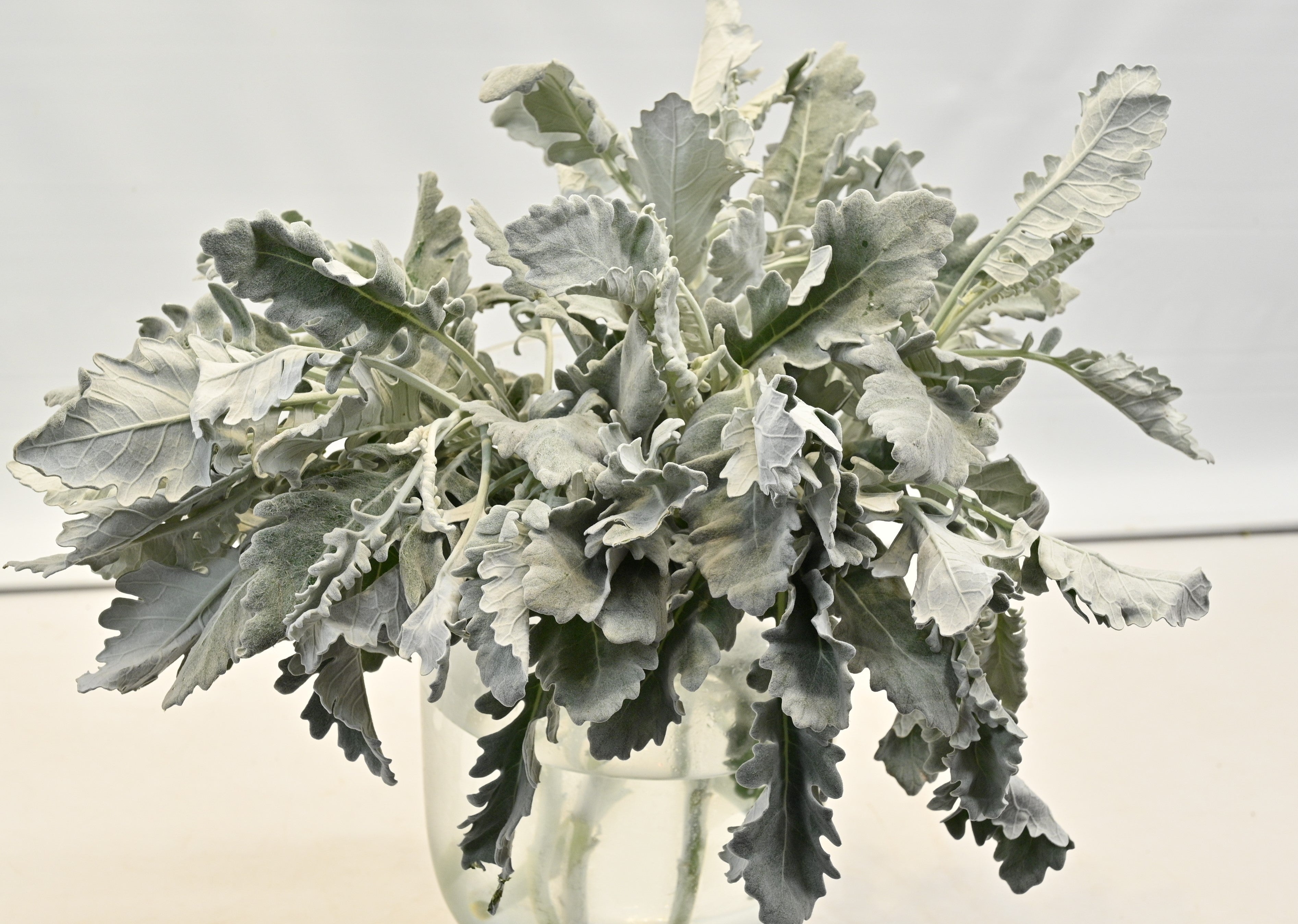 DUSTY MILLER Small