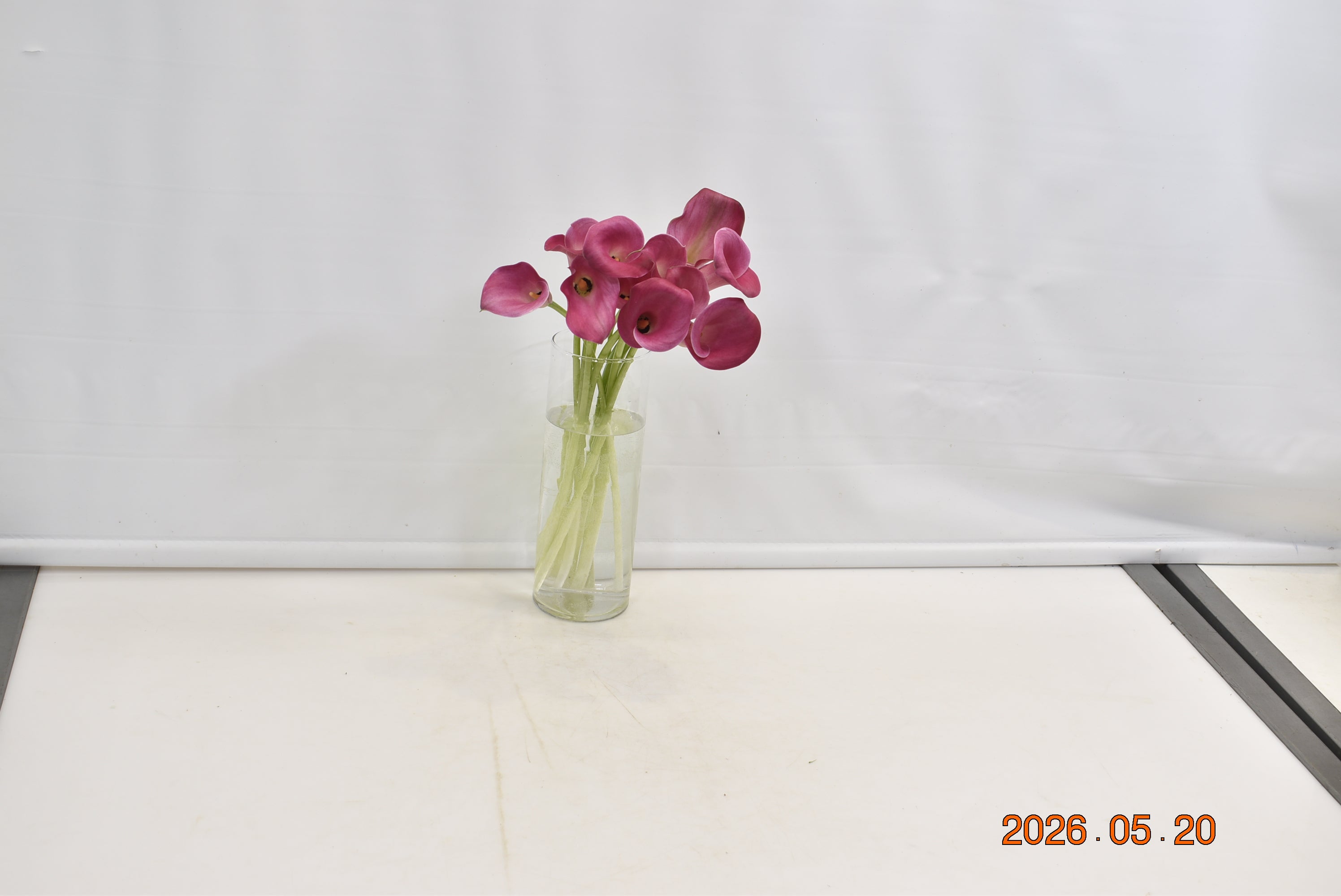 CALLA PINK Small