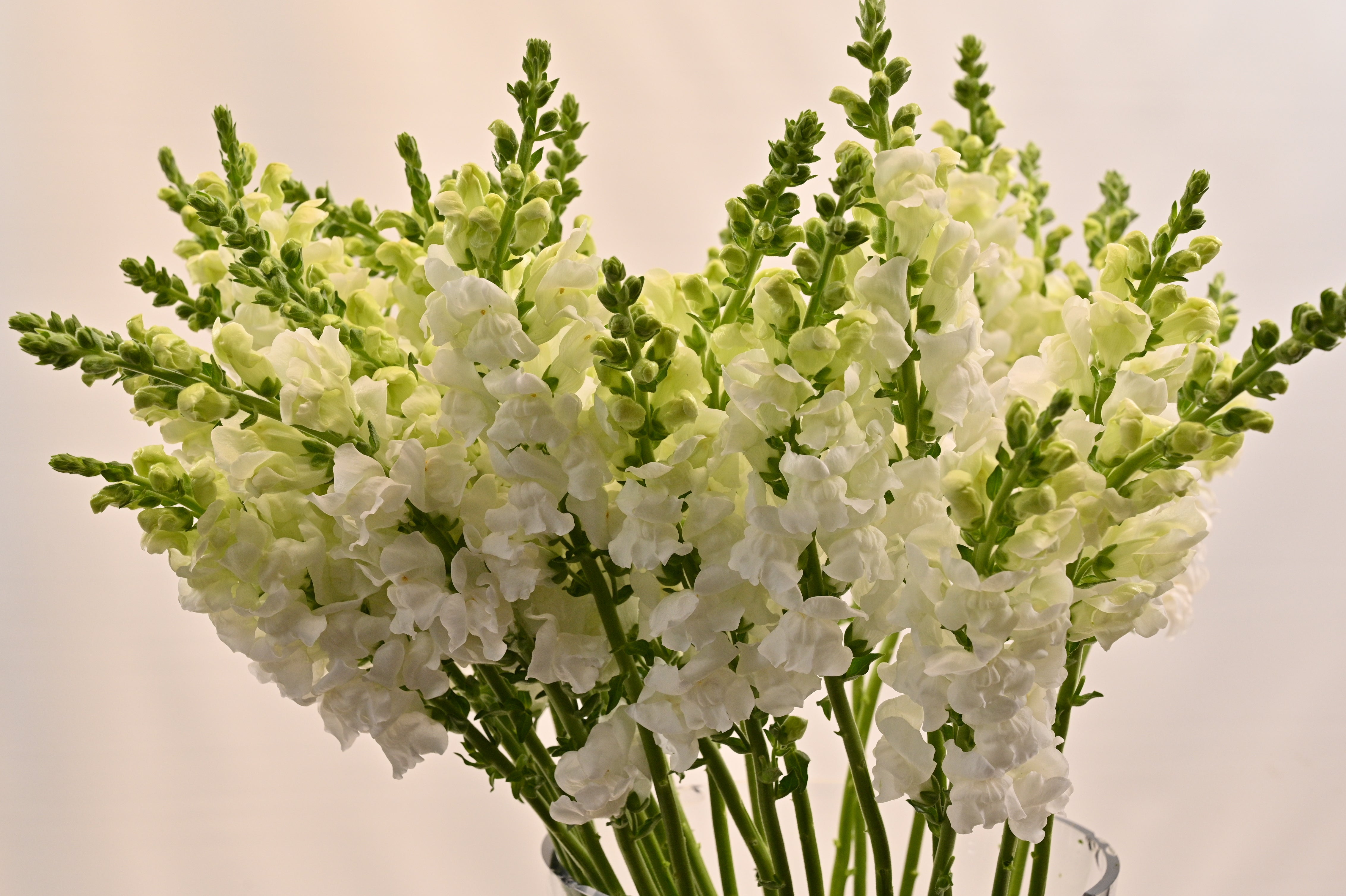 SNAPDRAGON WHITE Small
