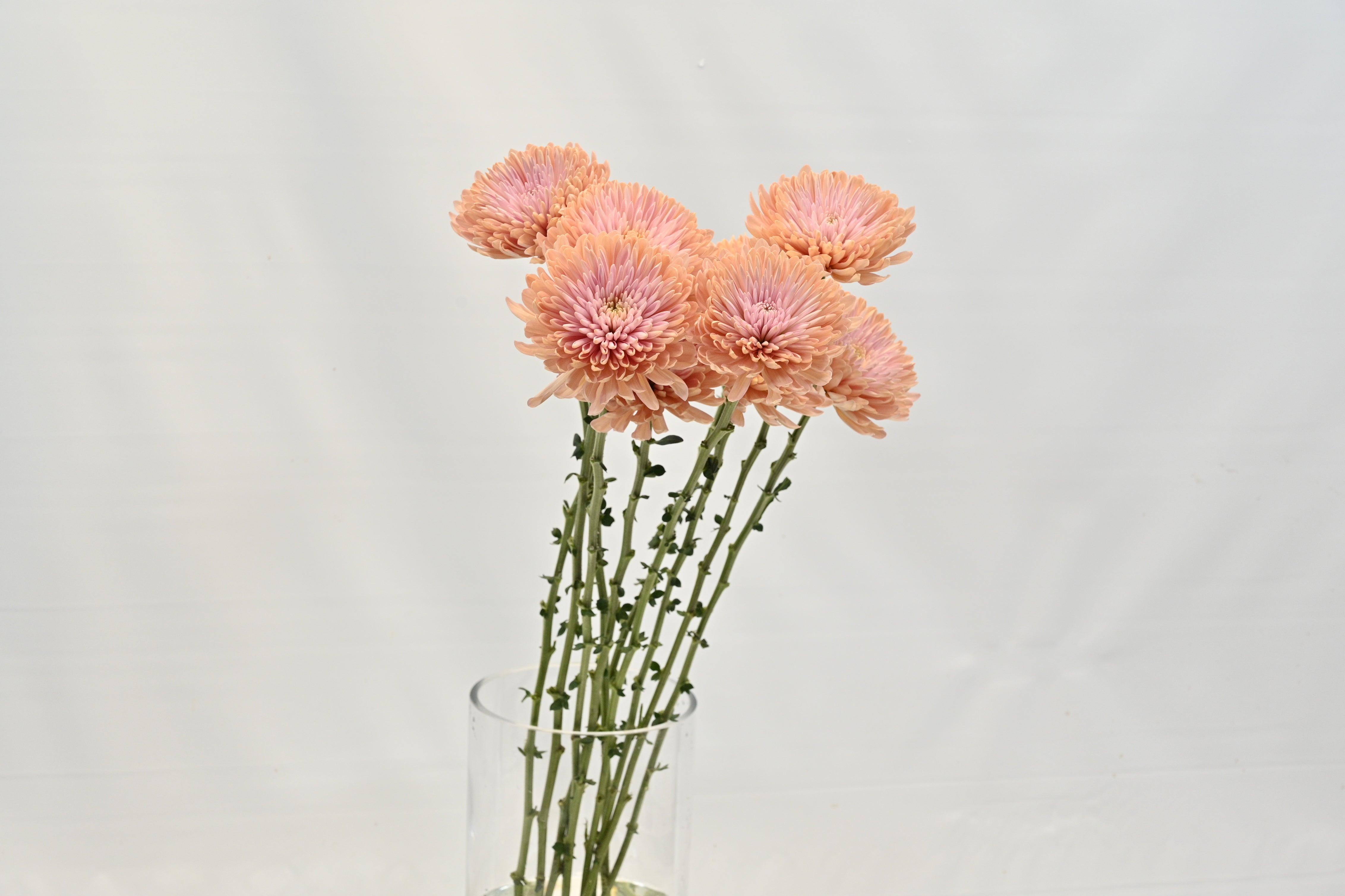 Cremone Linette Small