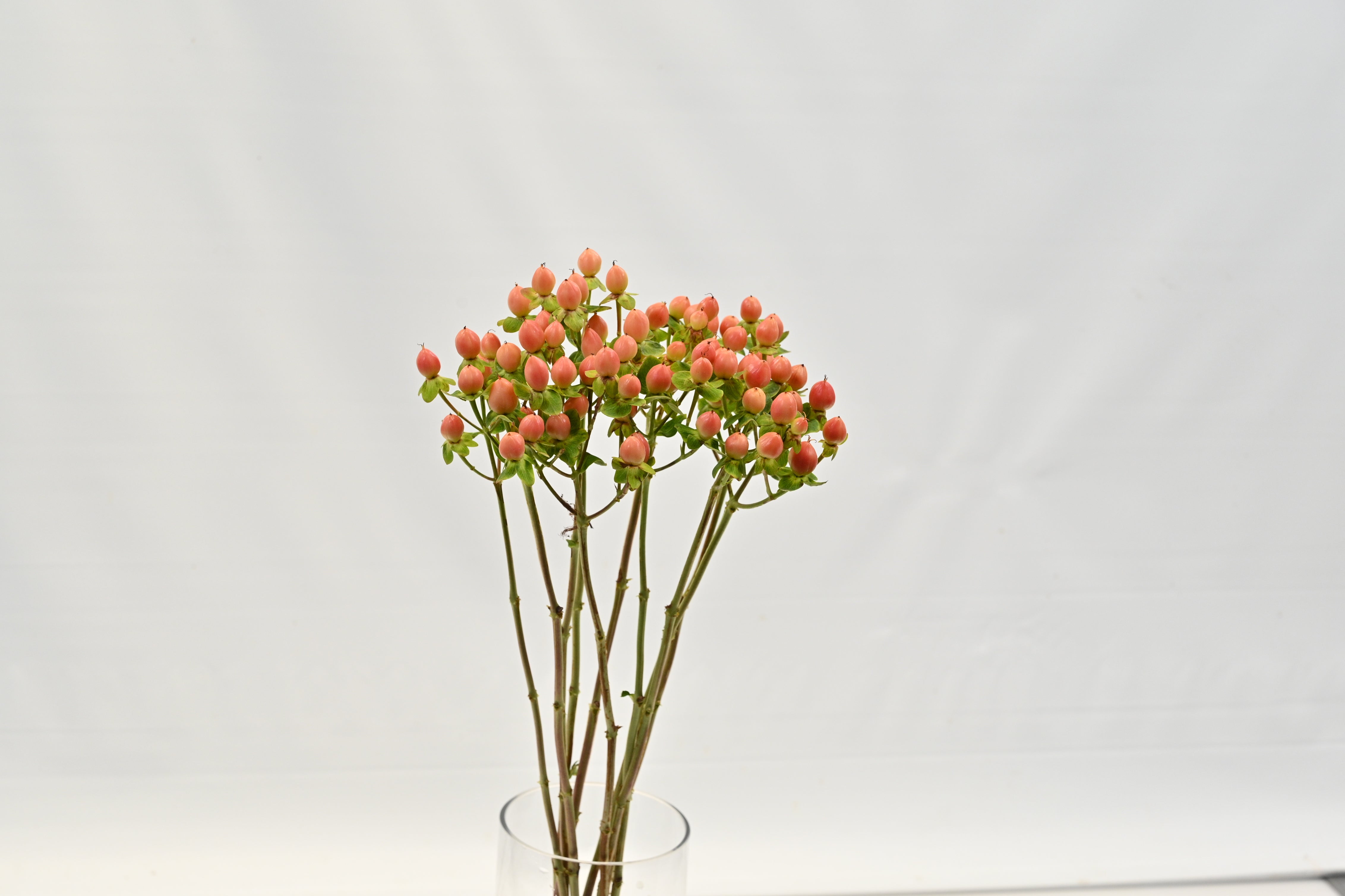 HYPERICUM COCO CASINO Small