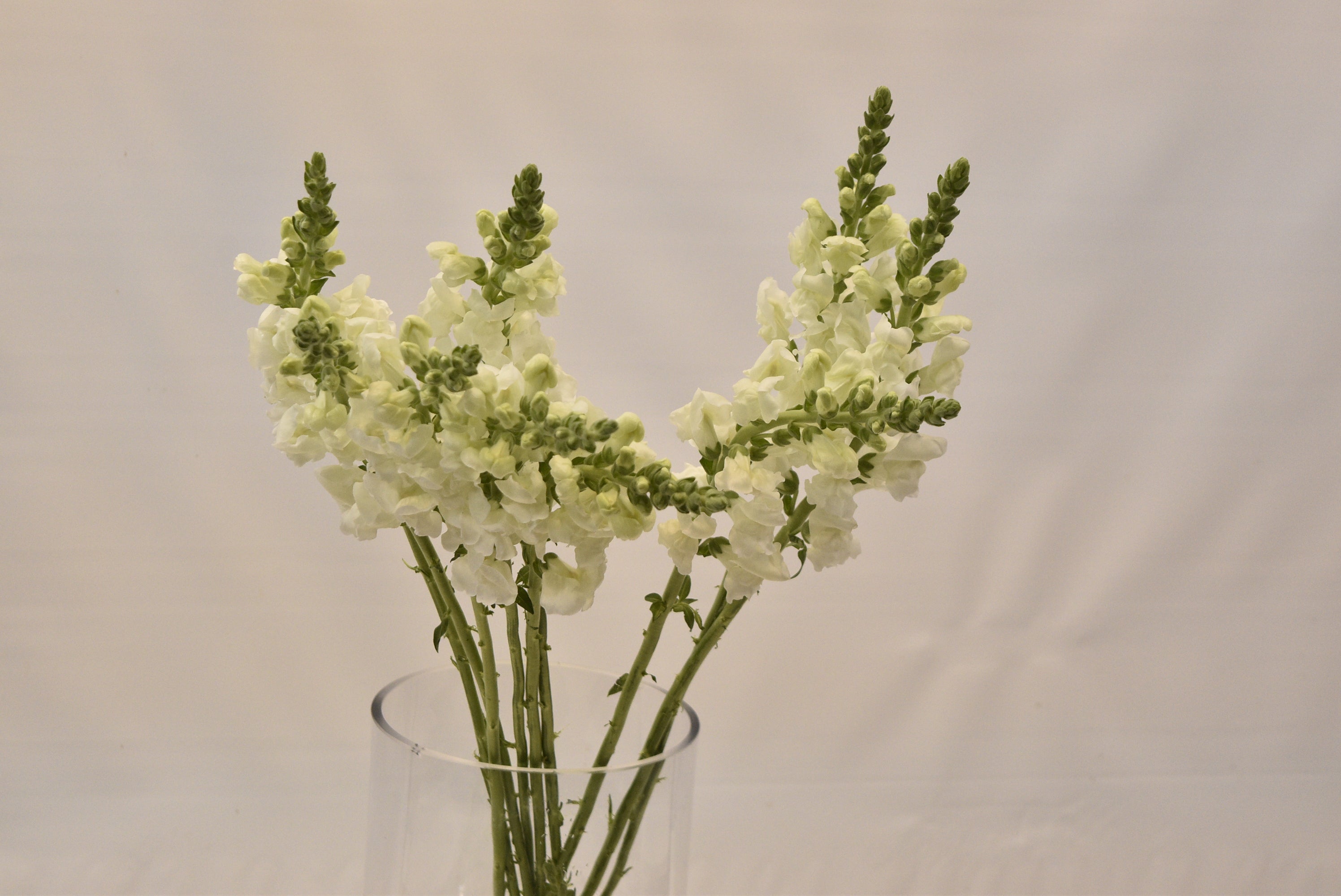 SNAPDRAGON WHITE Small