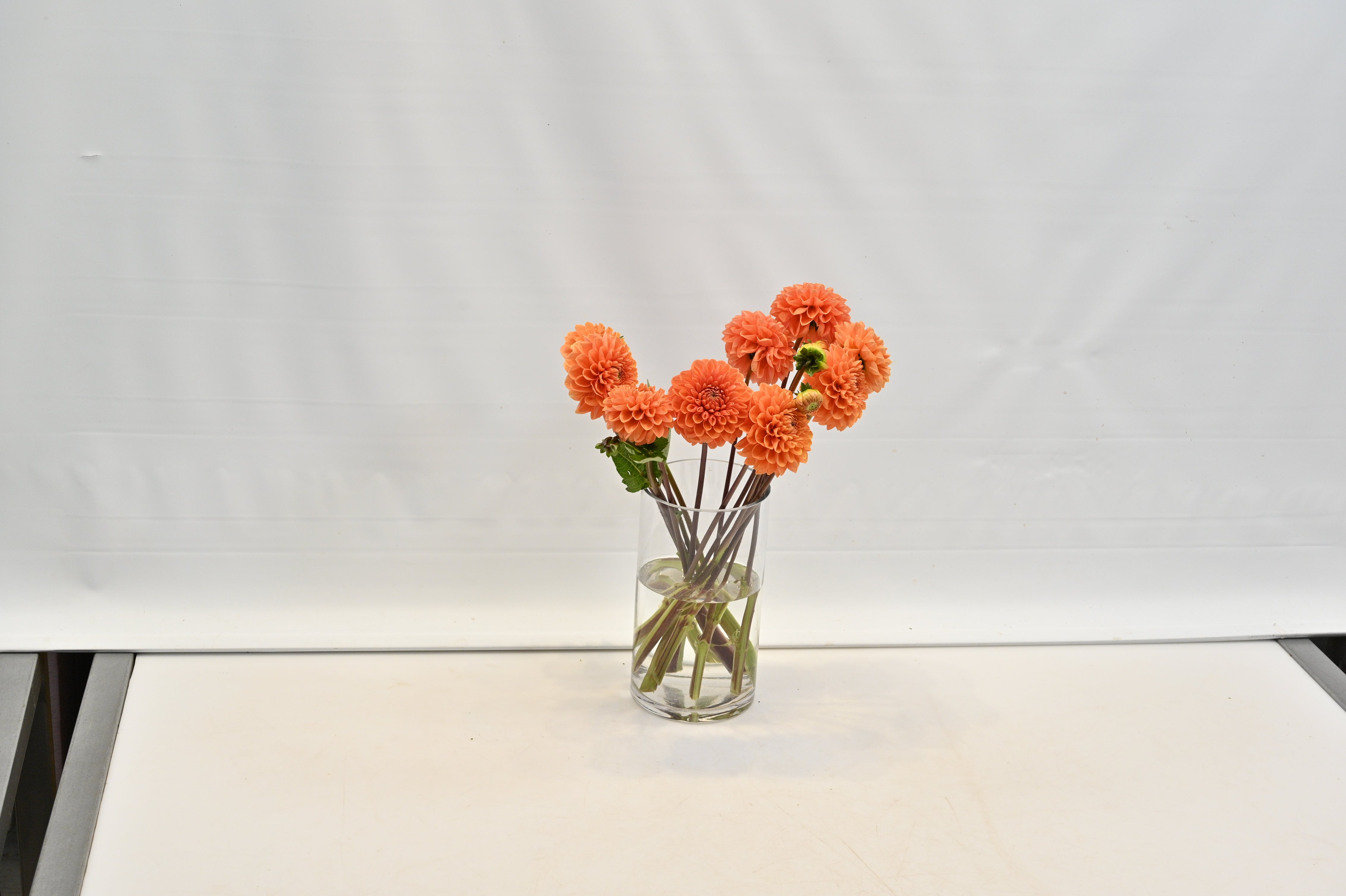 Dahlia Orange Small