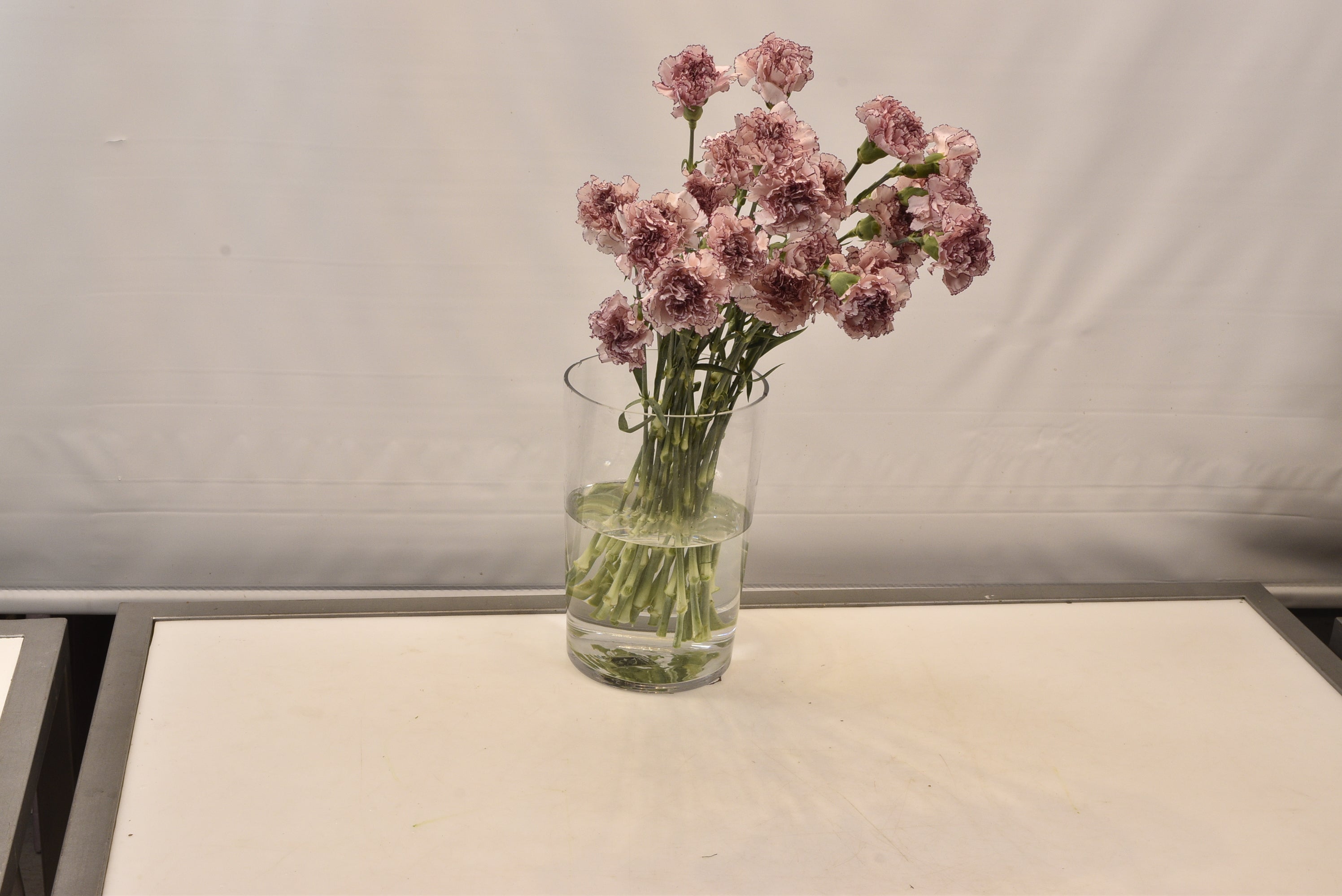 Carnation Mariposa Small