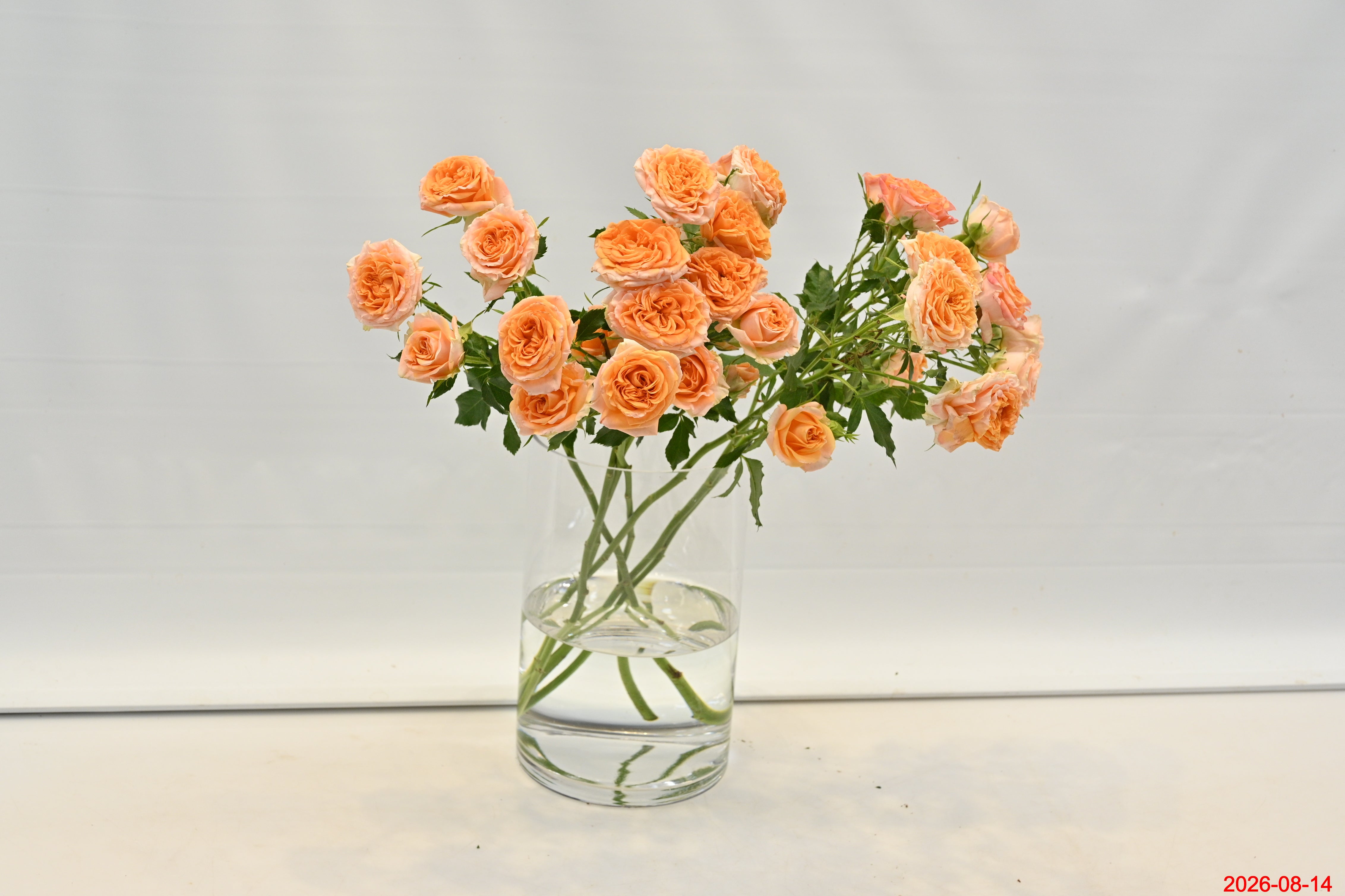 Rose Spray Fibonacci Aureus Small