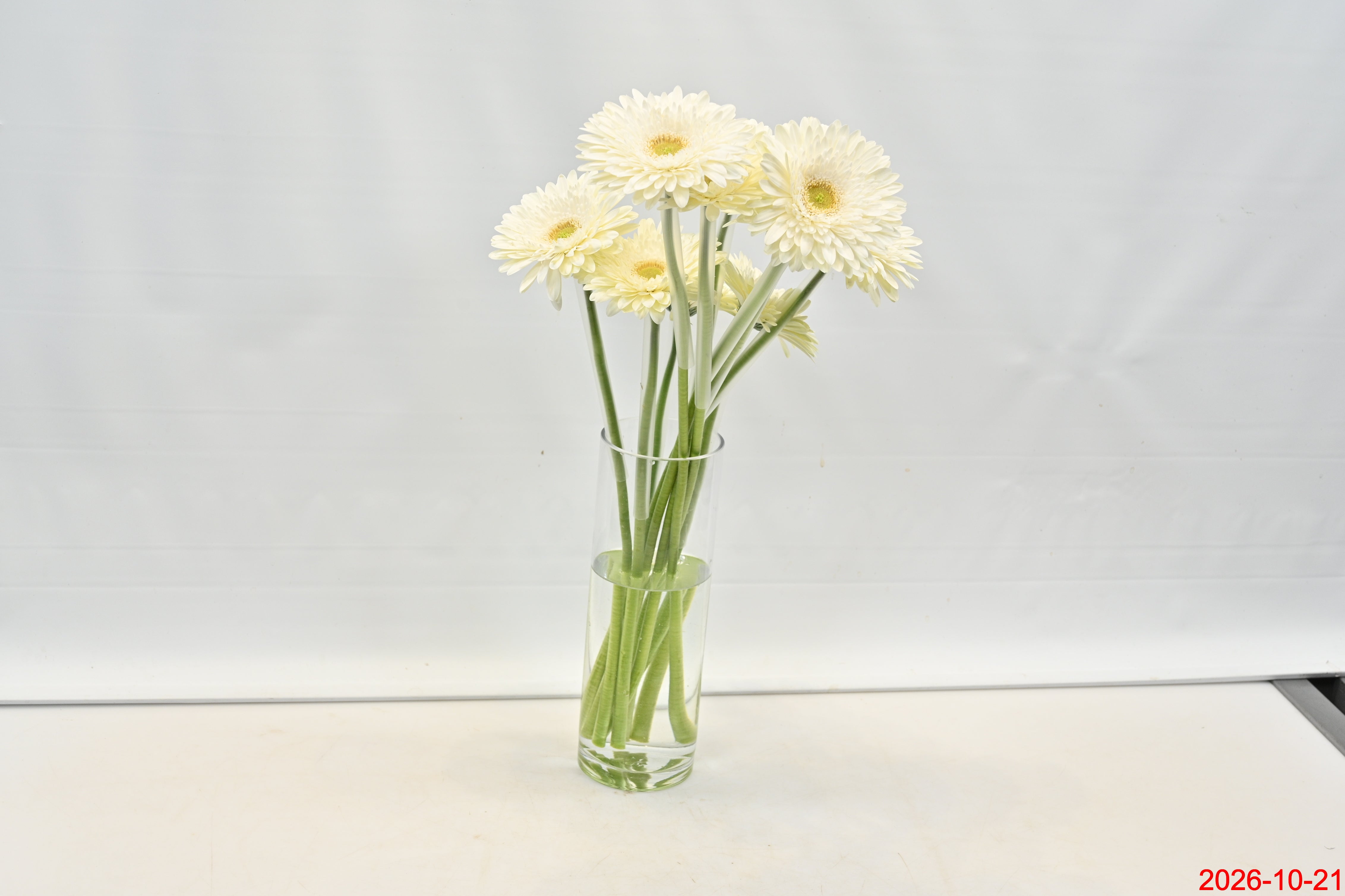 Gerbera Fahrenheit Small