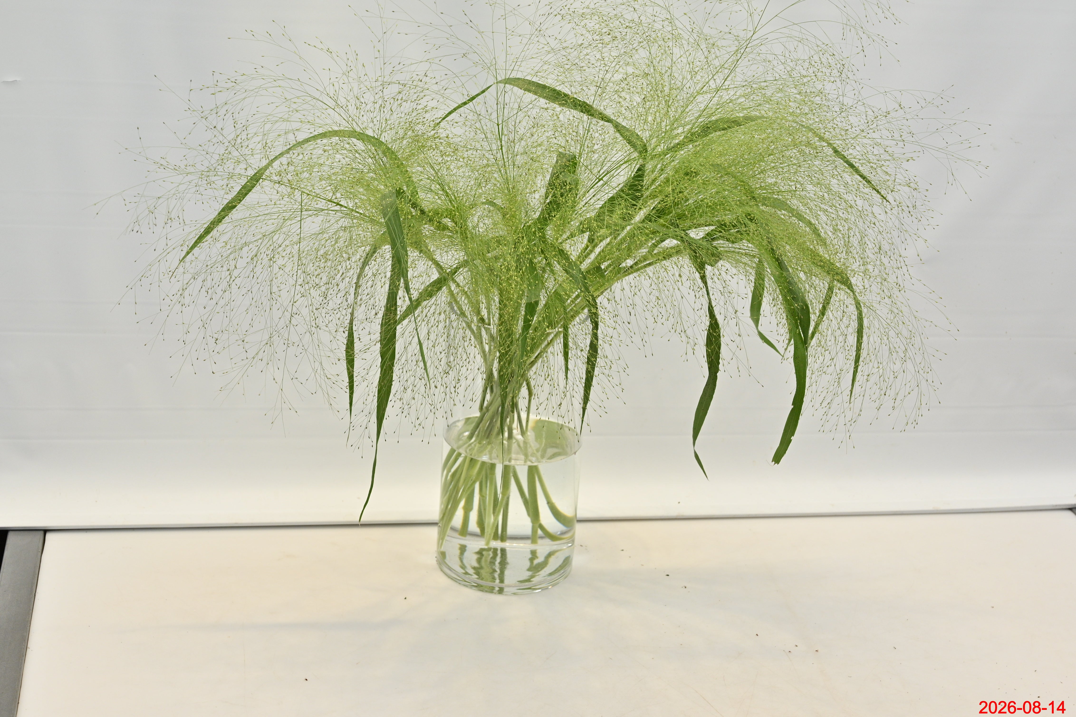 PANICUM FOUNTAIN GRASS Small
