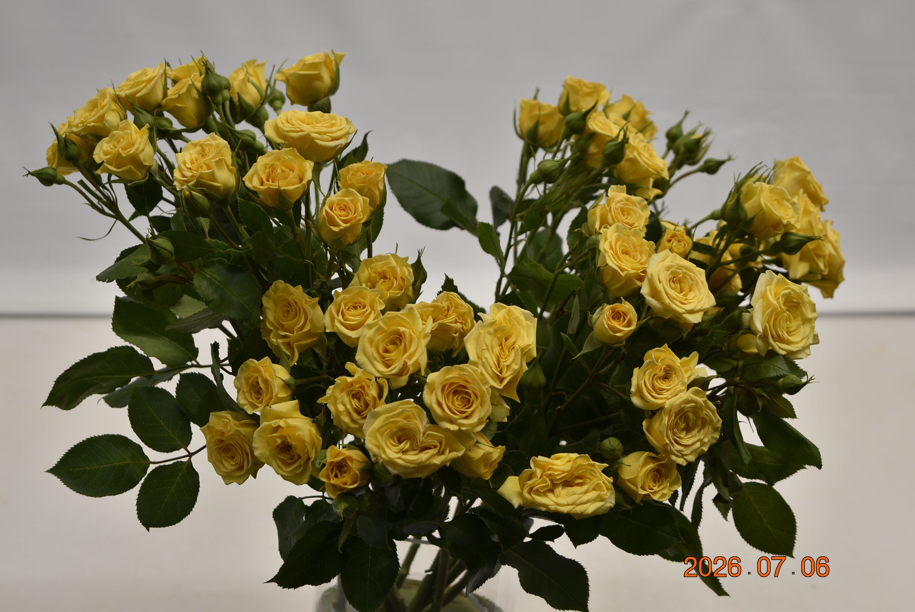 ROSE SPRAY YELLOW BABE Small