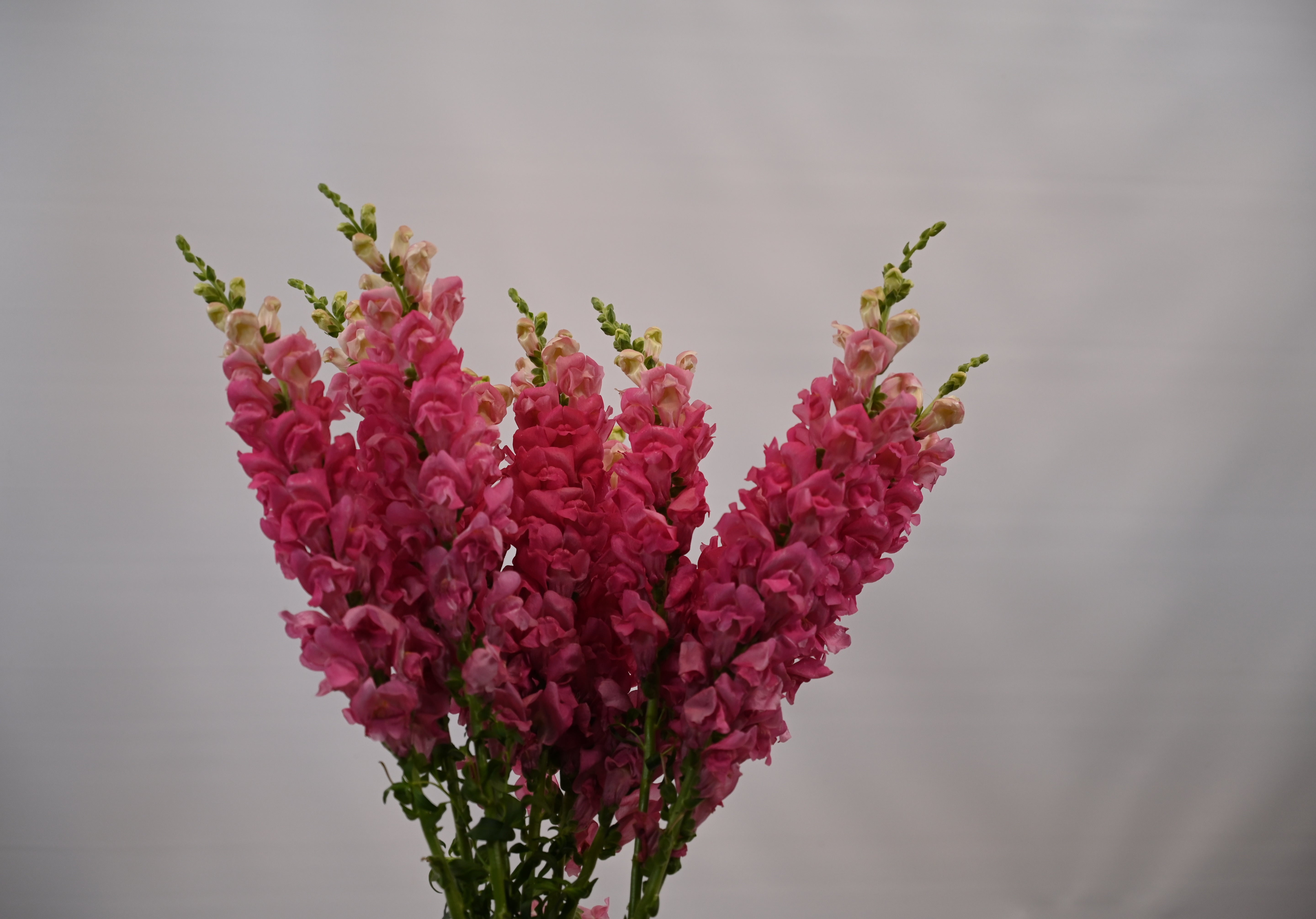SNAPDRAGON PINK LONG Small