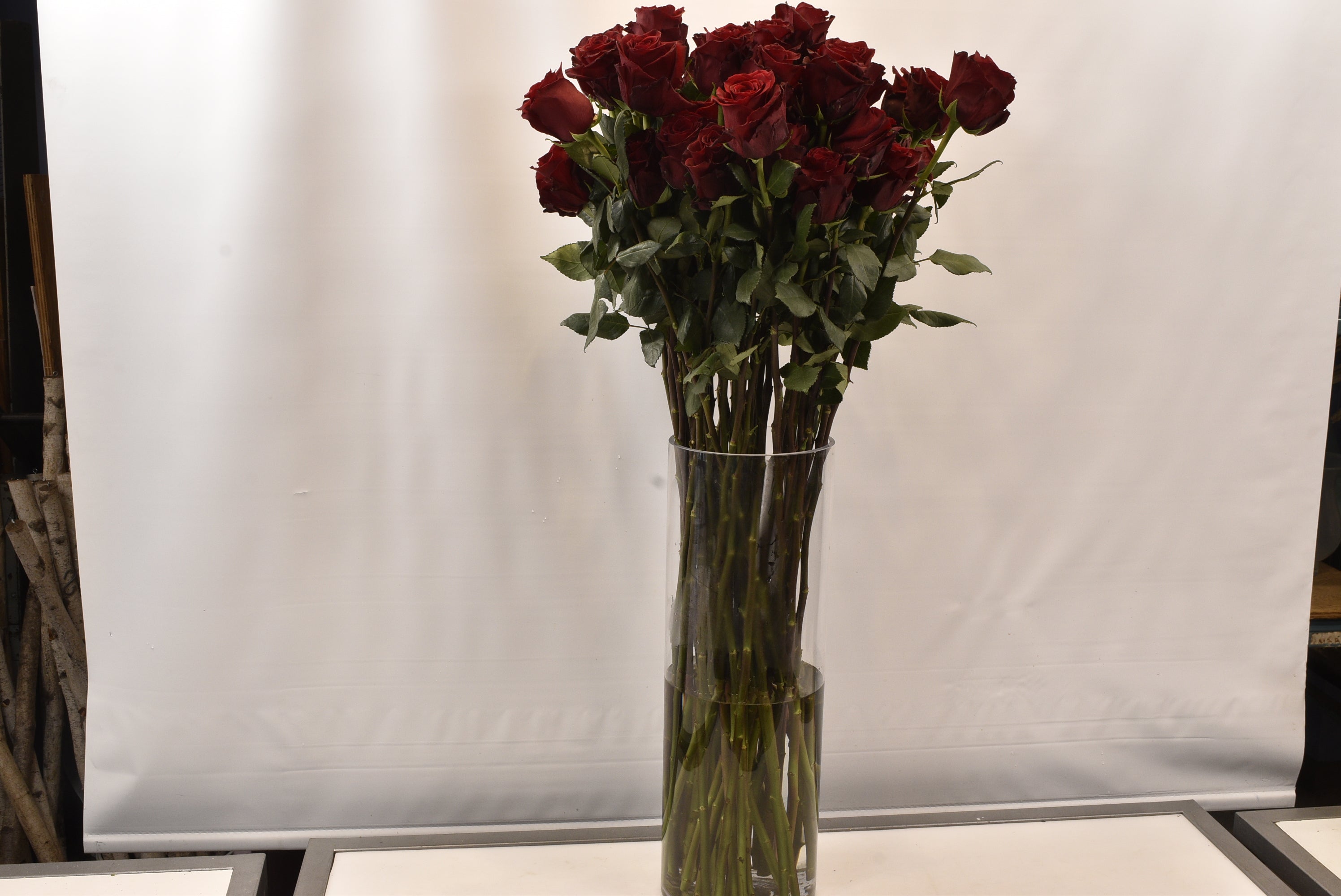 Rose Explorer 100cm Small