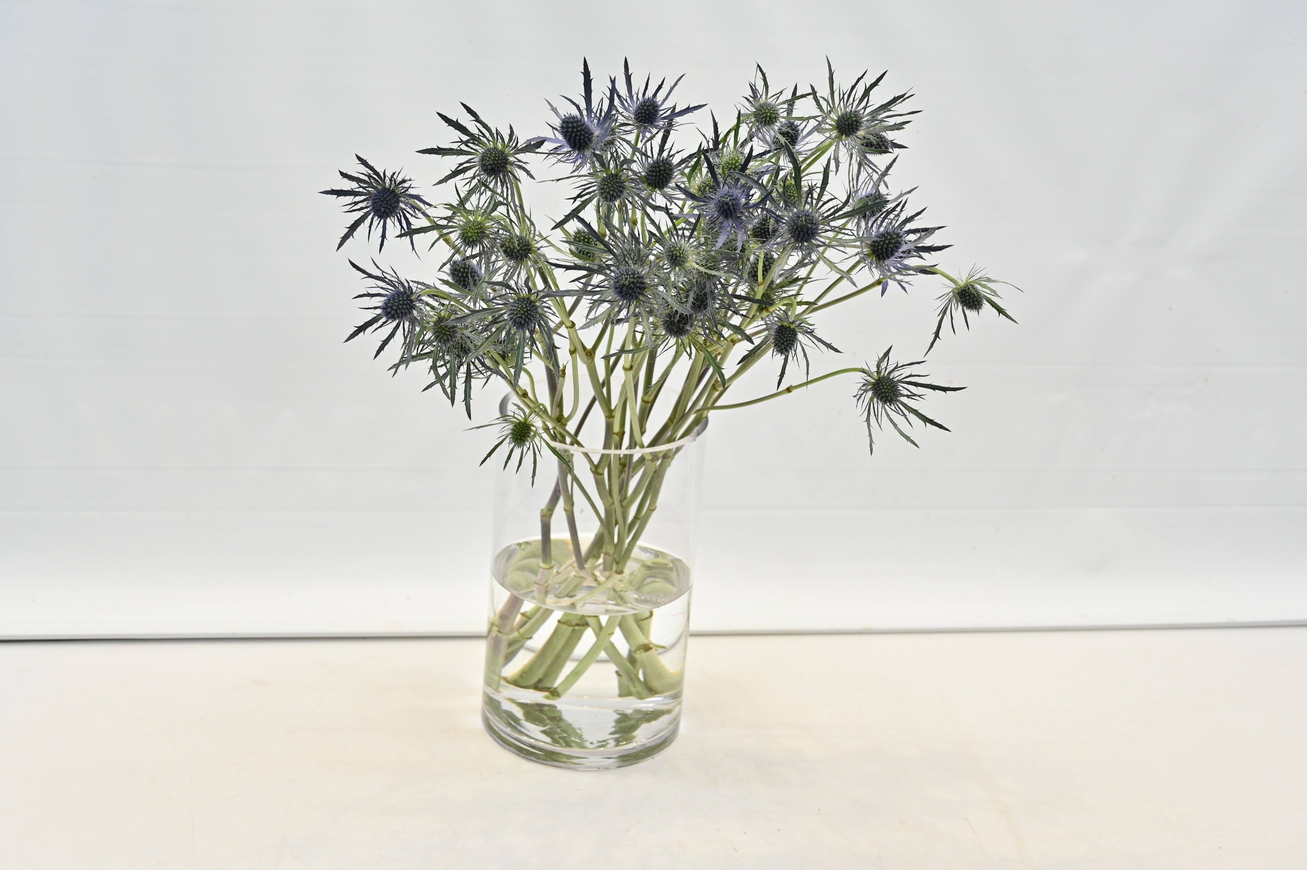 ERYNGIUM BLUE DYNAMITE Small