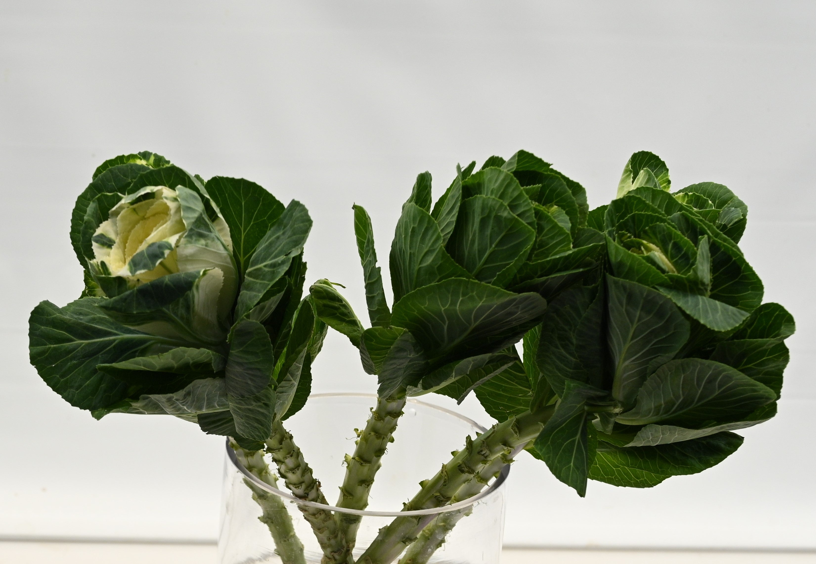 KALE WHITE Small