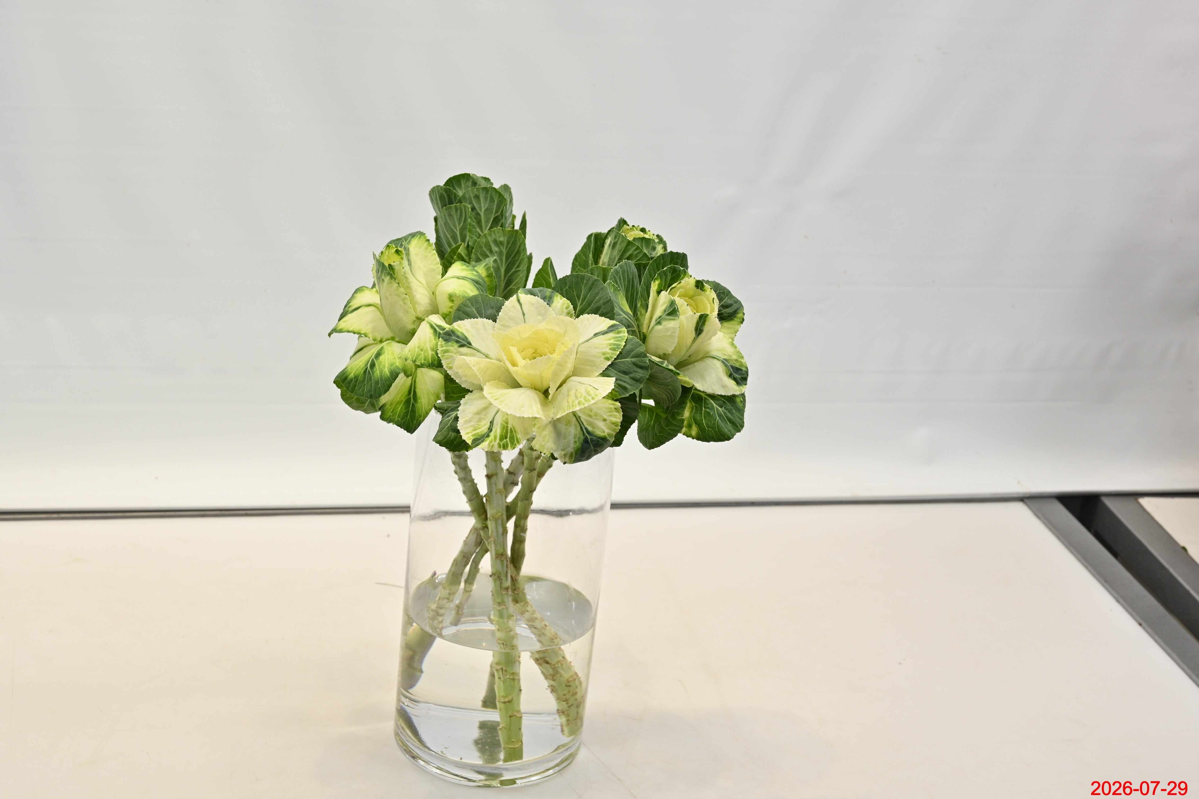 KALE WHITE Small