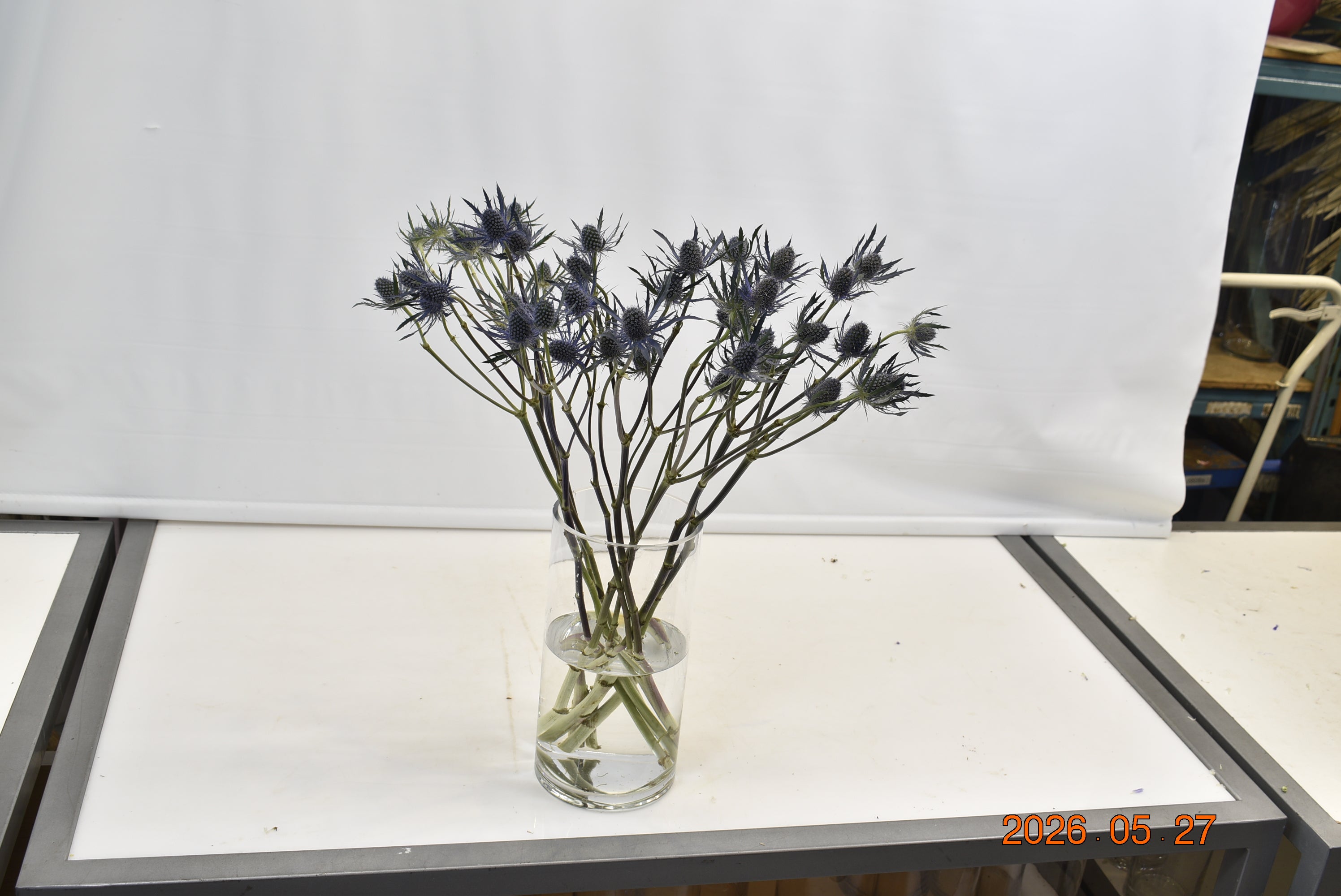 ERYNGIUM BLUE DYNAMITE Small