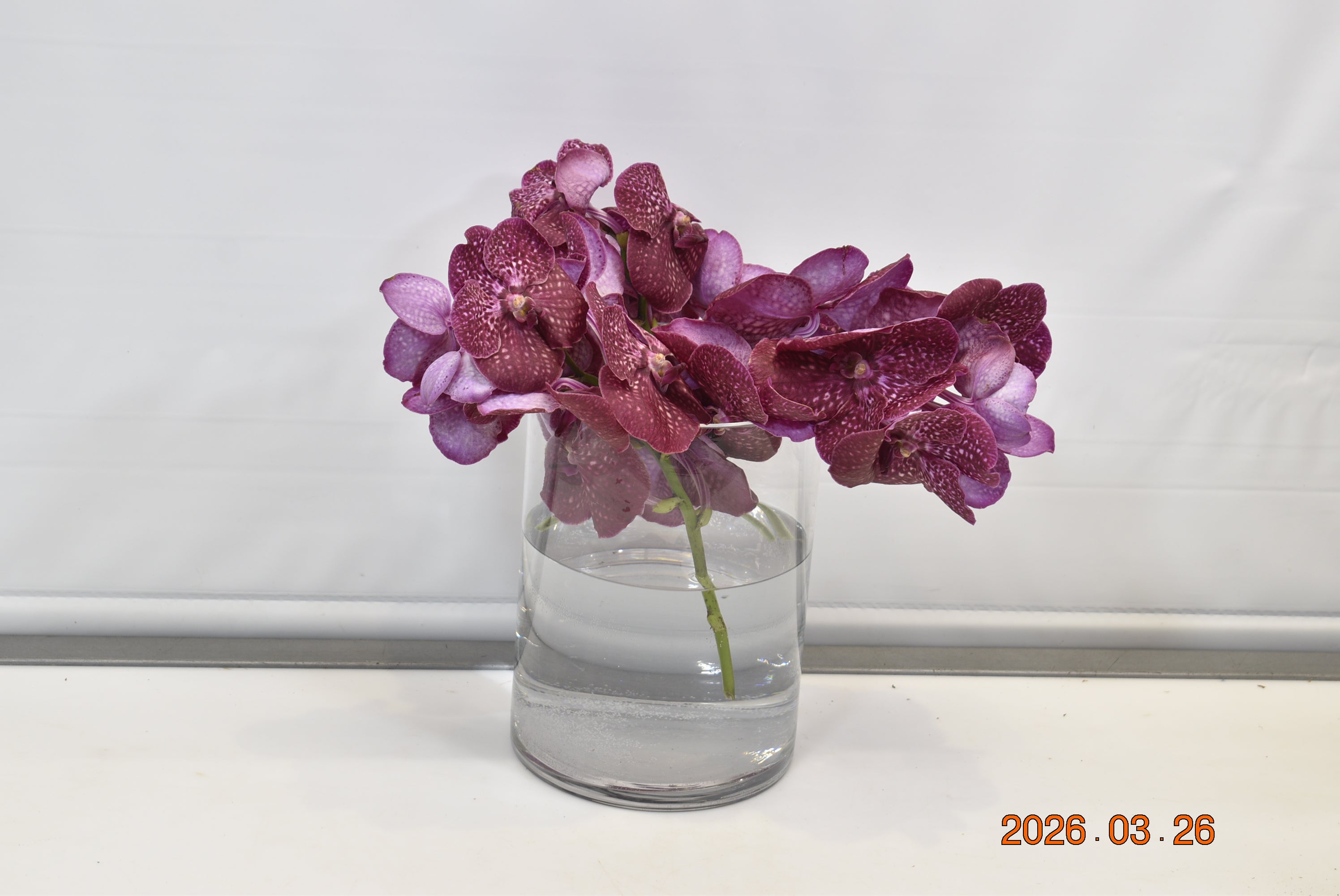 Vanda Nataya Crimson Love Small