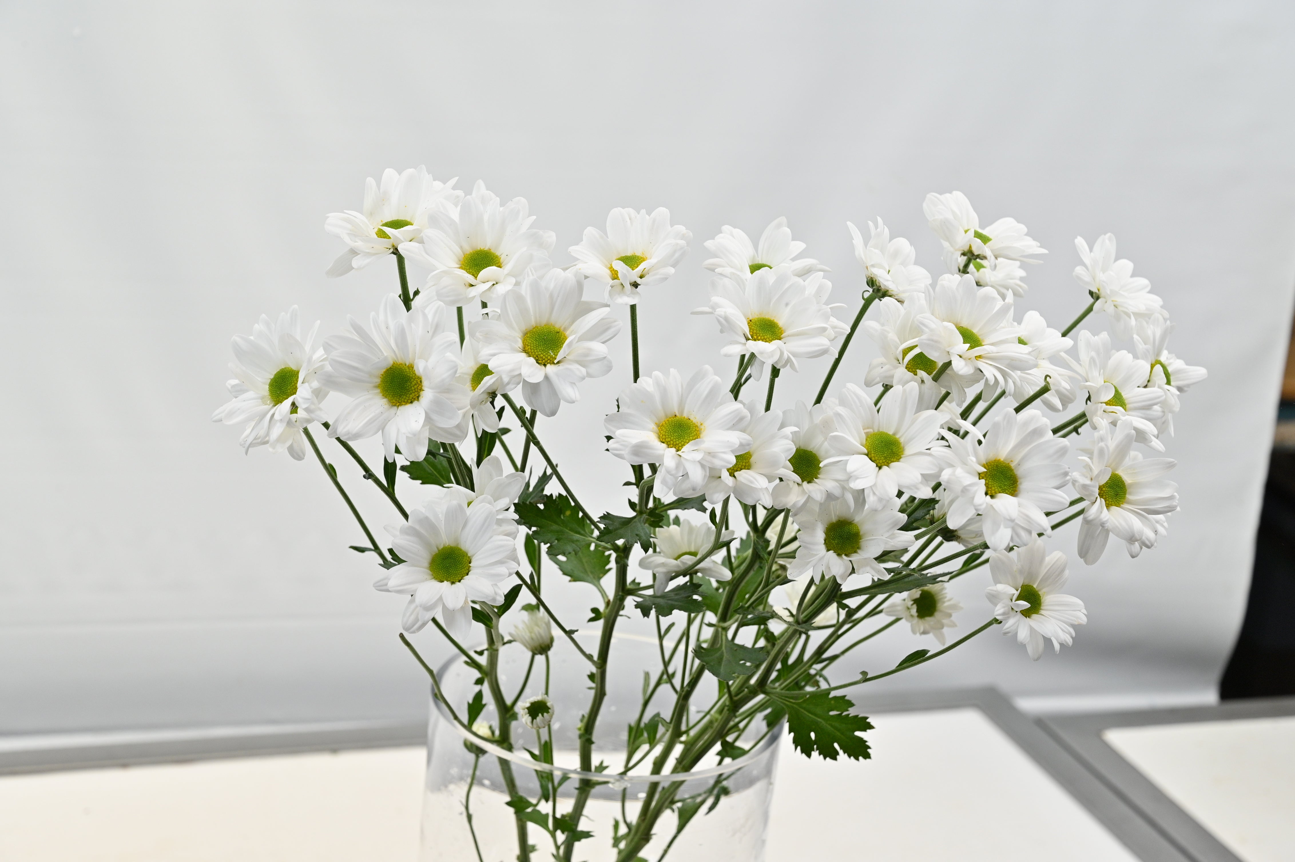 Chrysanthemum White Daisy Small