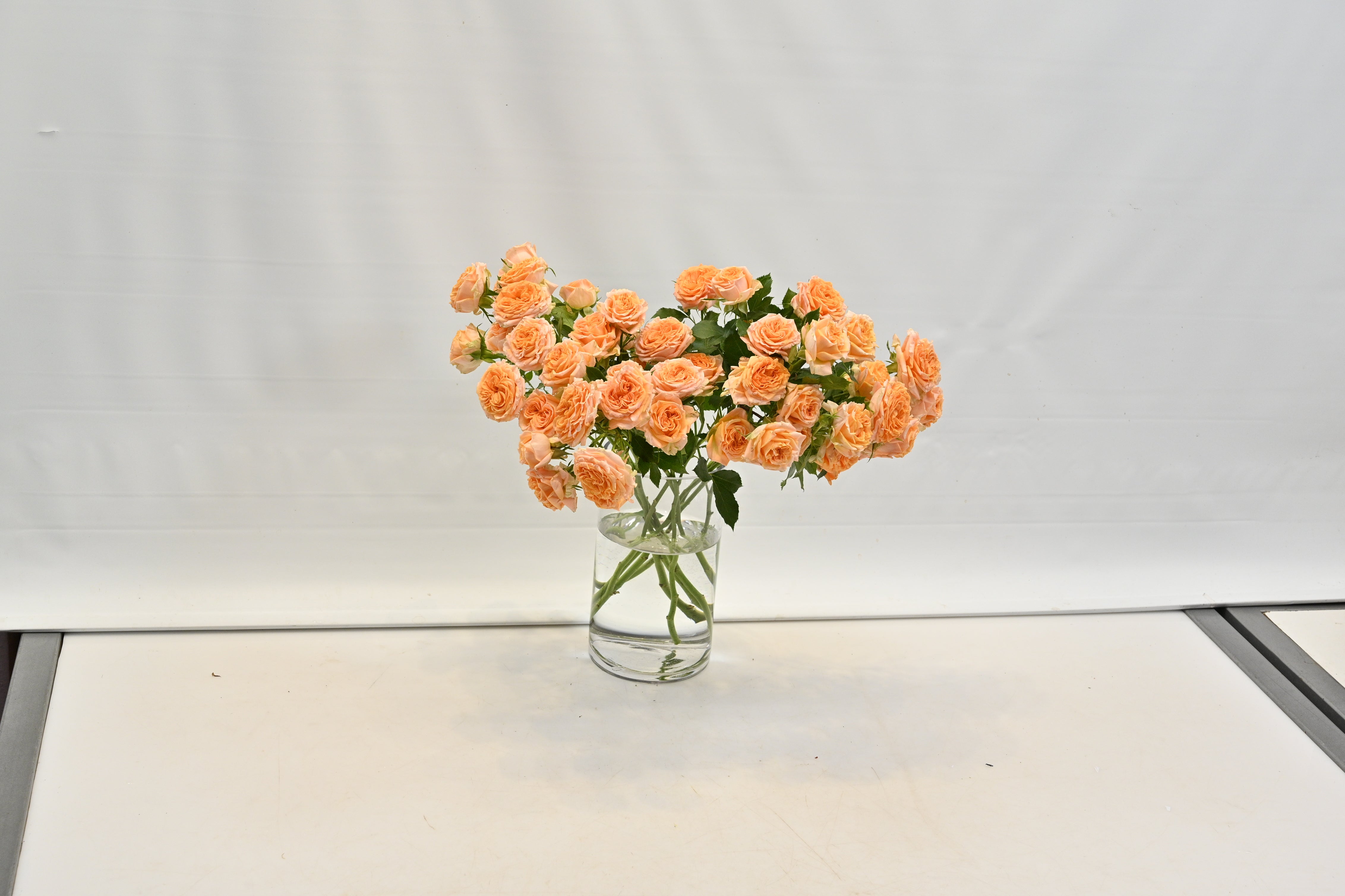 Rose Spray Fibonacci Aureus Small