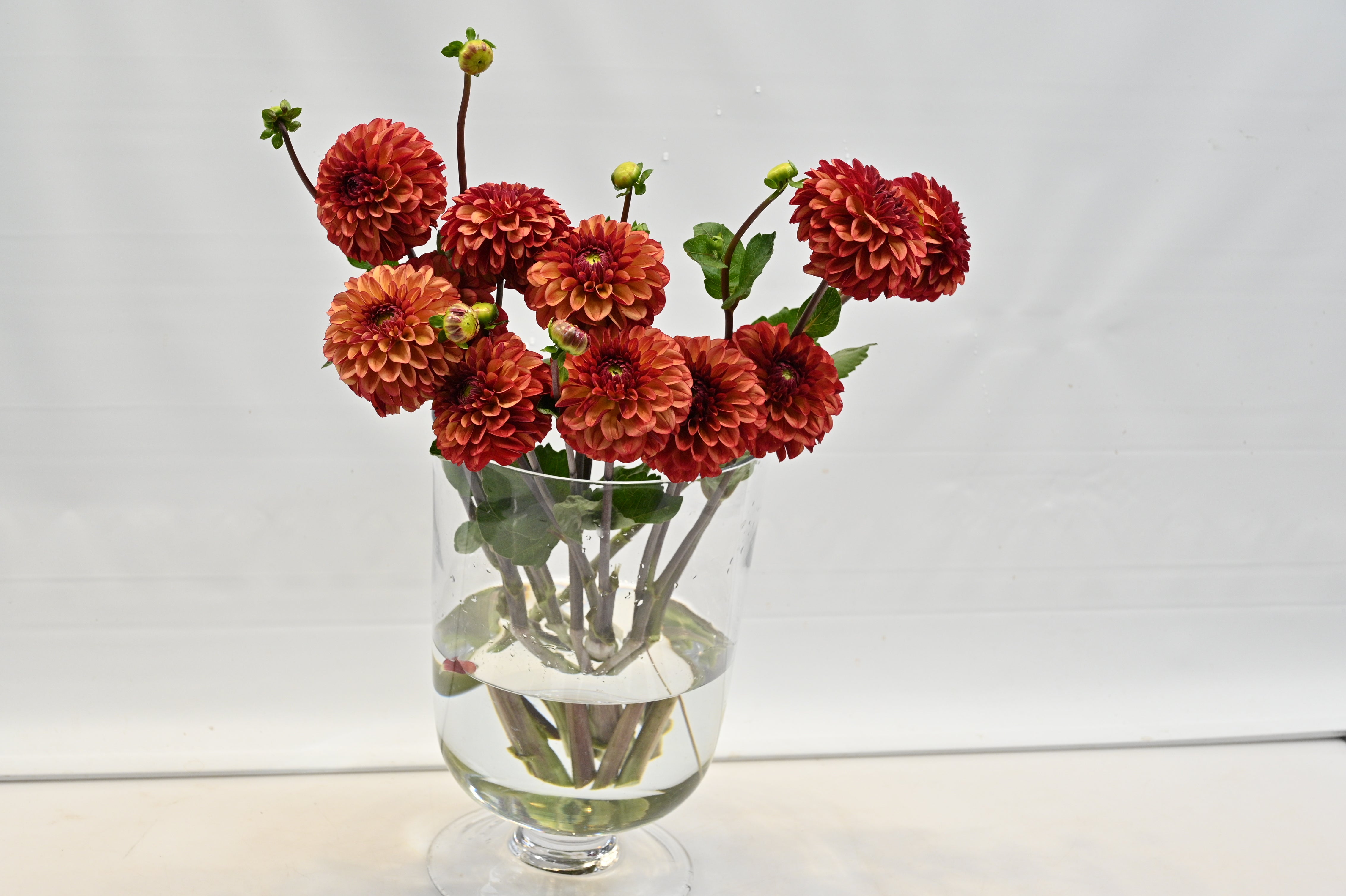 DAHLIA ASSORTED SMALL Small
