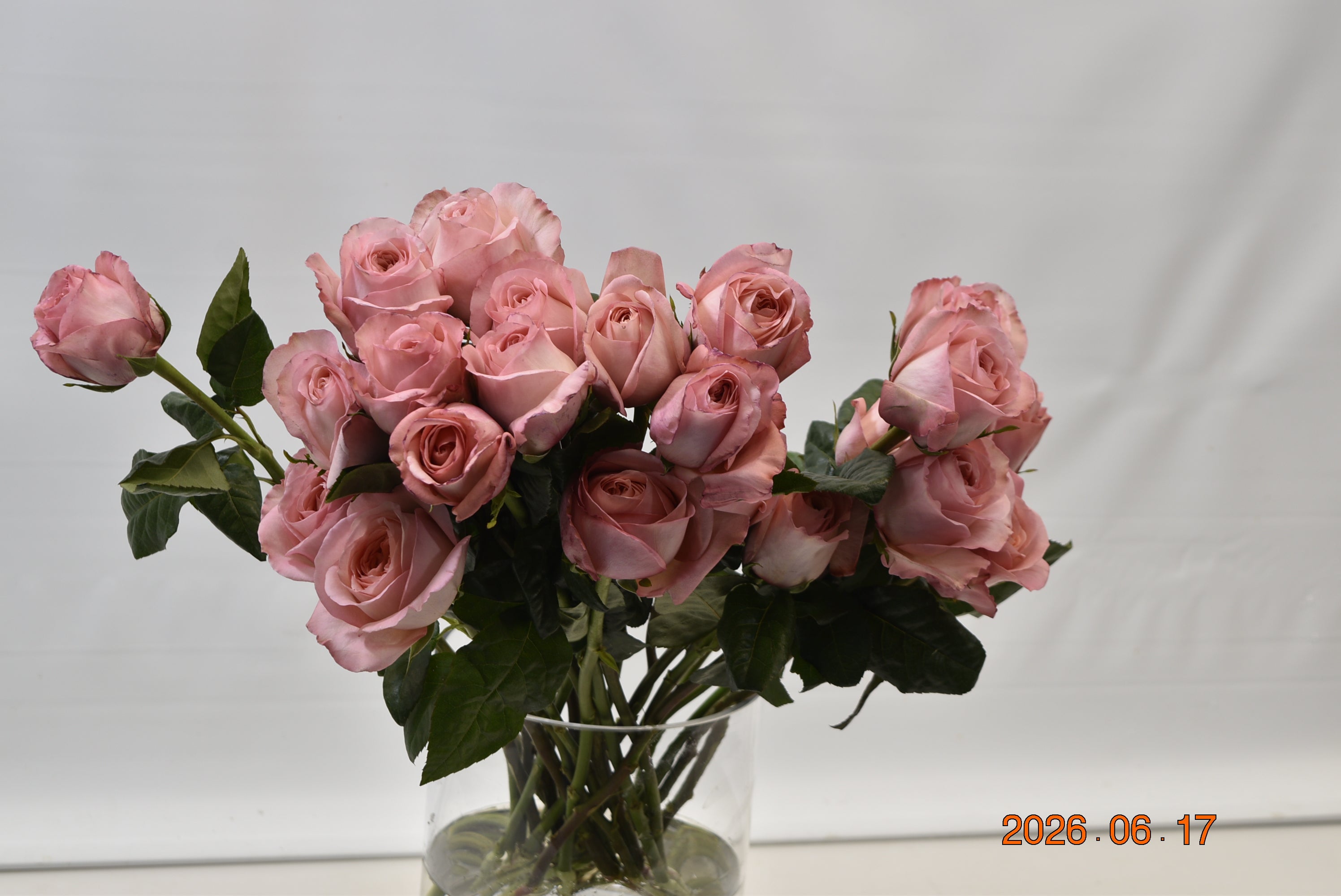 Rose Garden Pink Expression Small
