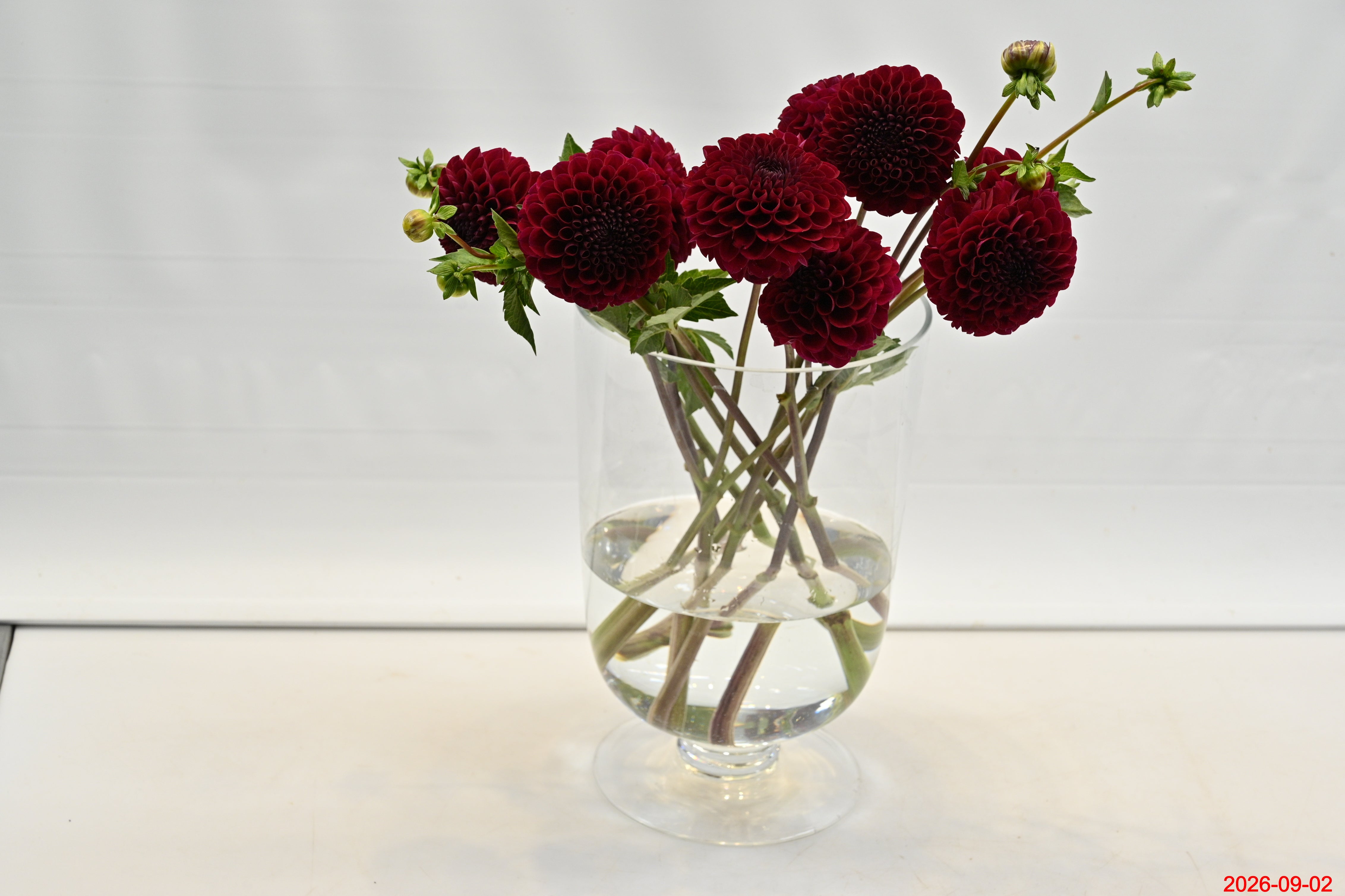 DAHLIA BURGUNDY Small