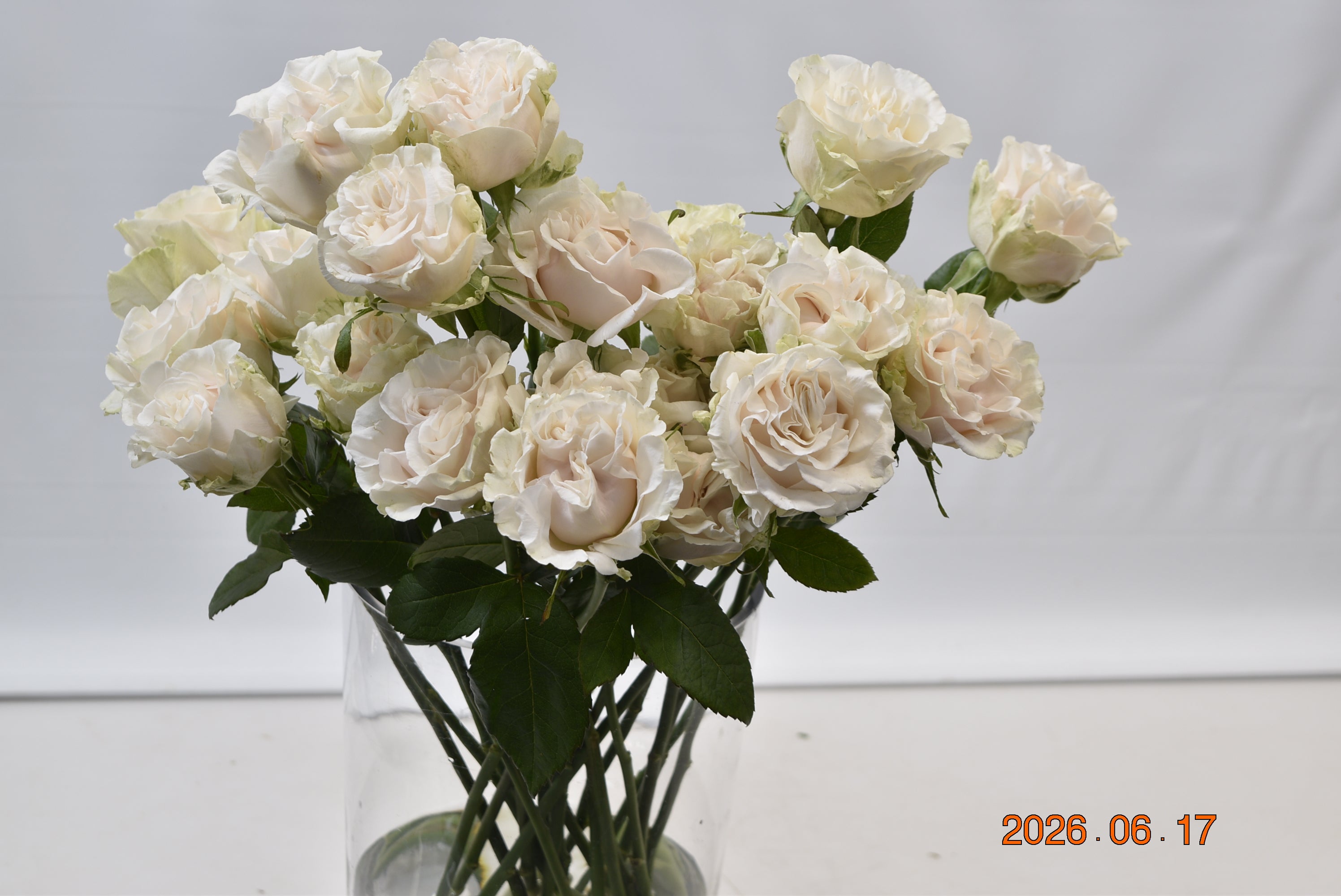ROSE COTTON XPRESSION Small