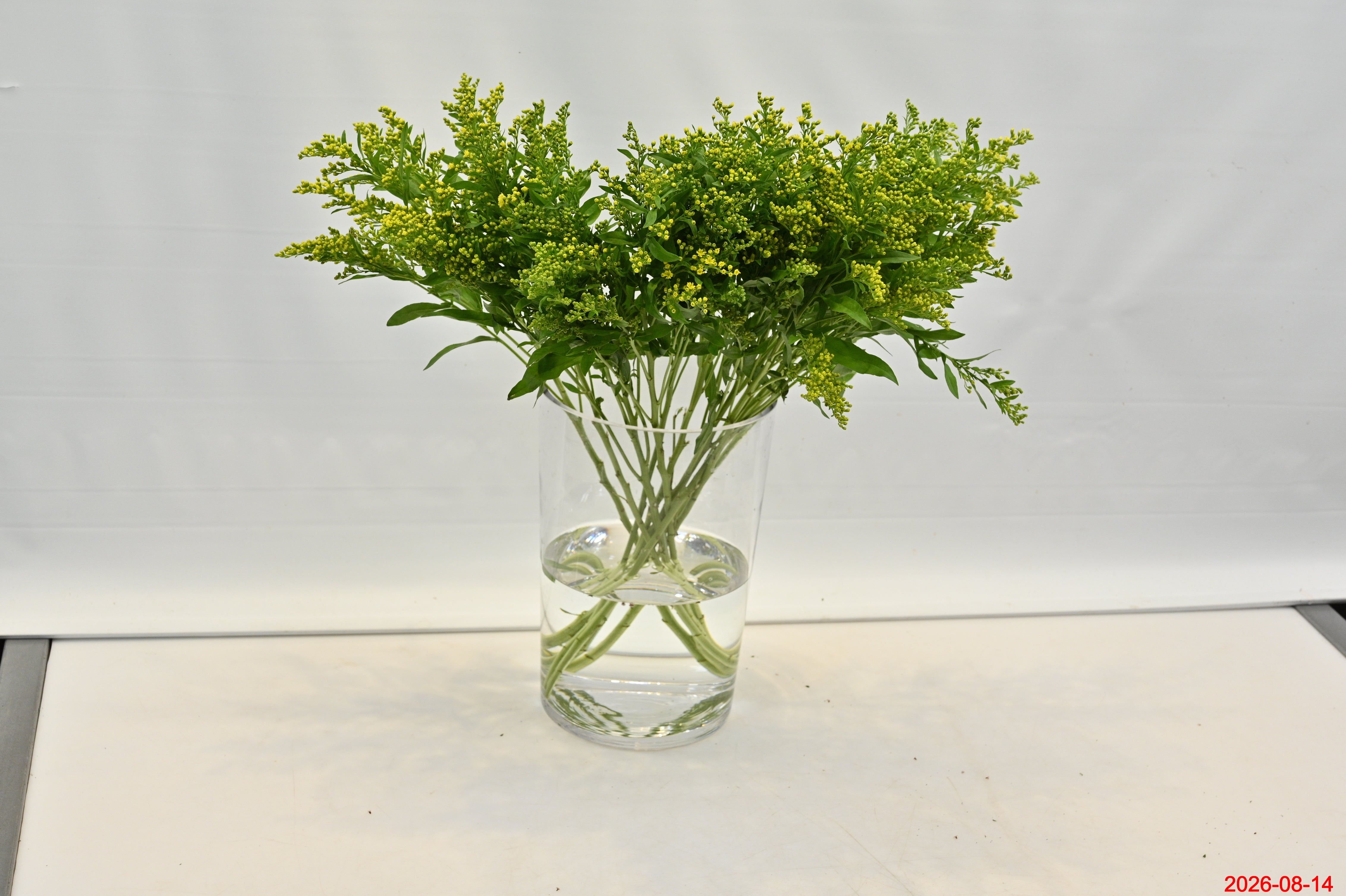 ASTER GOLDEN GLORY Small
