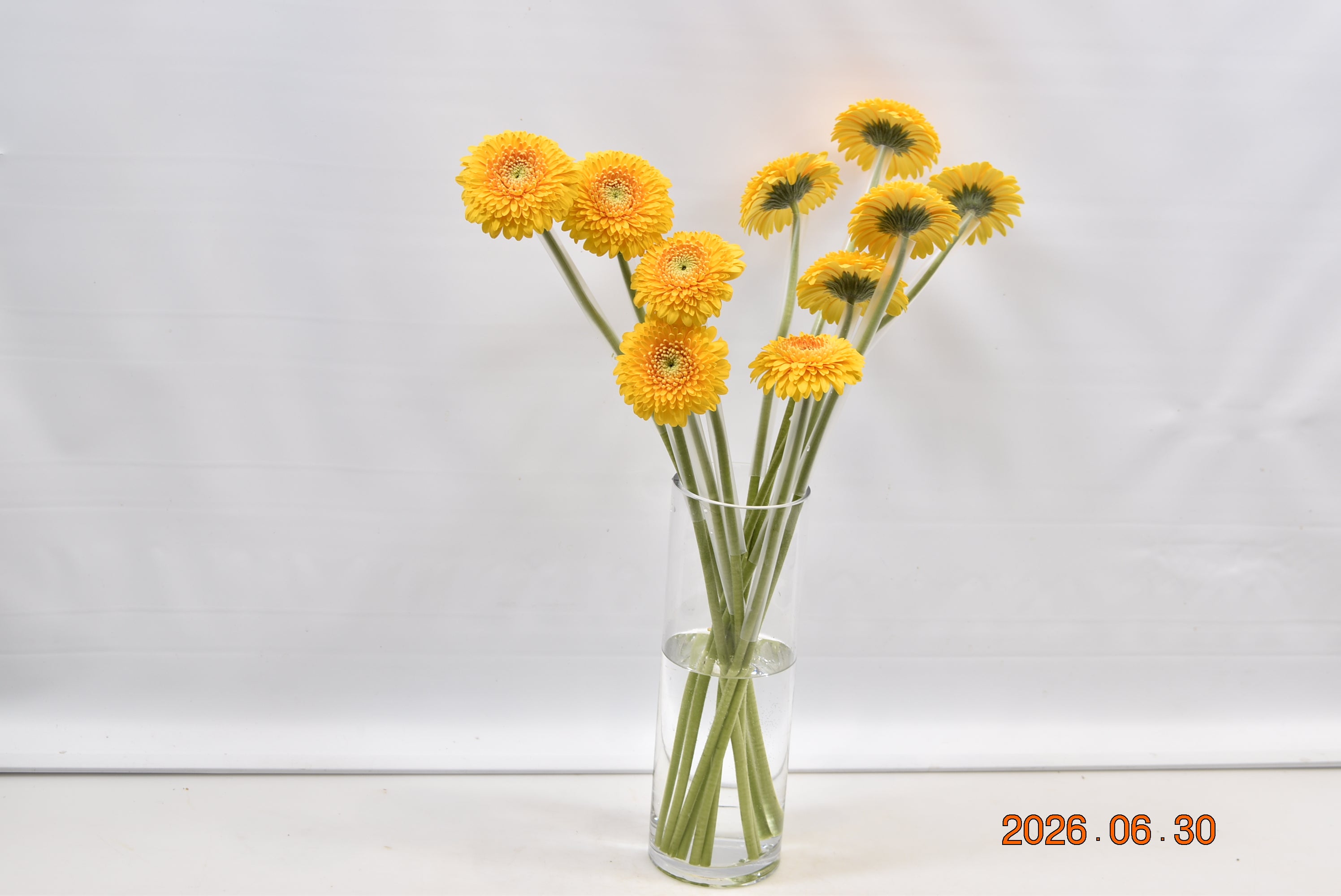 GERBERA MINI HONEYDEW Small