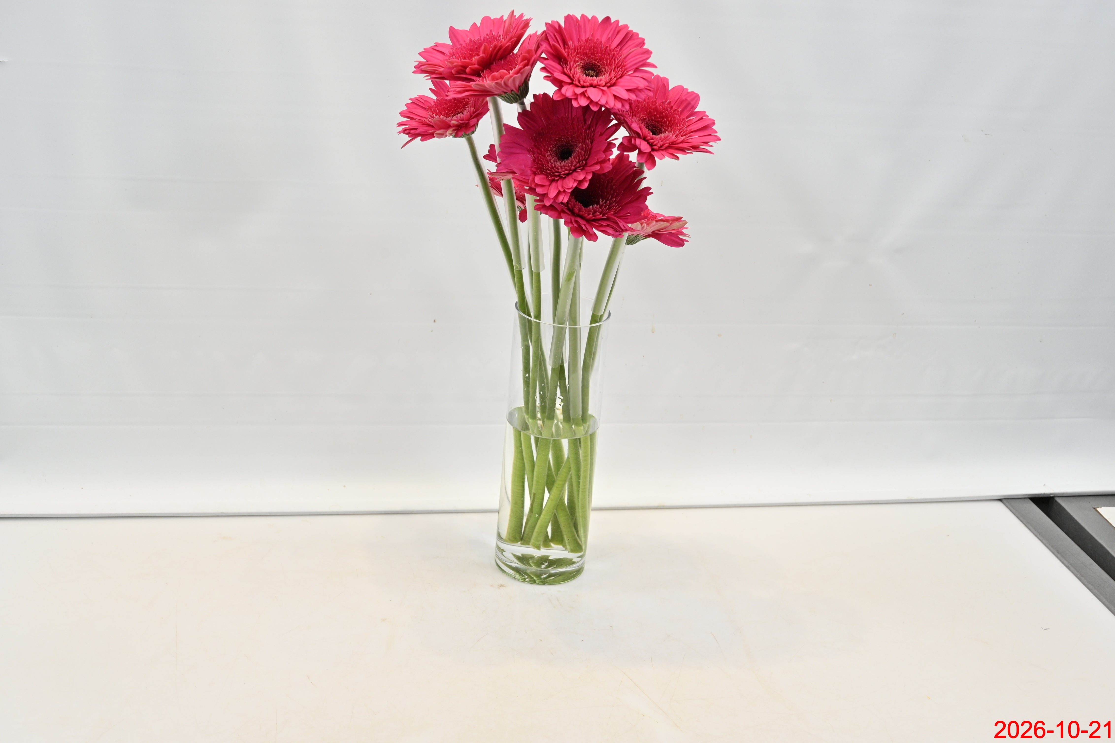 GERBERA ARCADE Small