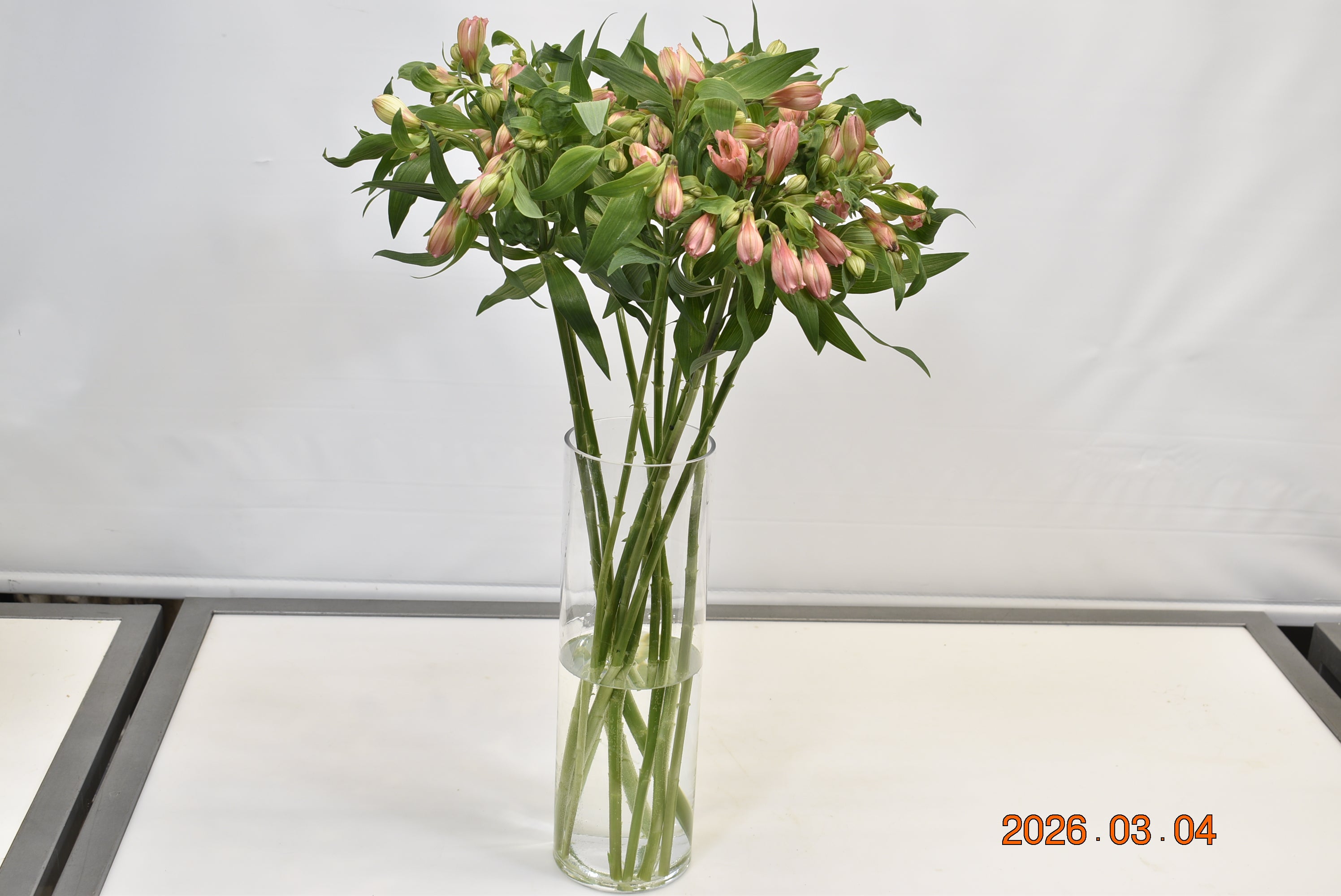 ALSTROEMERIA PRIMA DONNA Small
