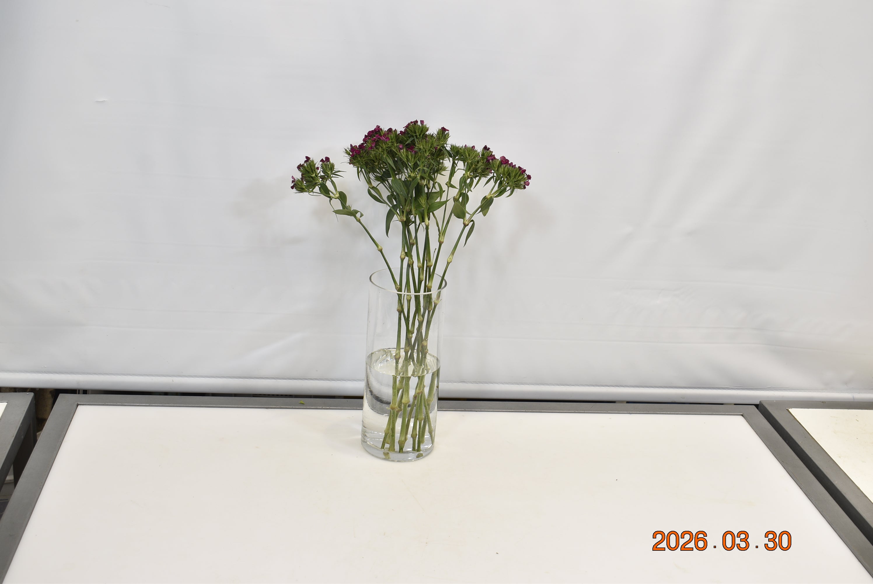 DIANTHUS BARBATUS NEON PURPLE Small